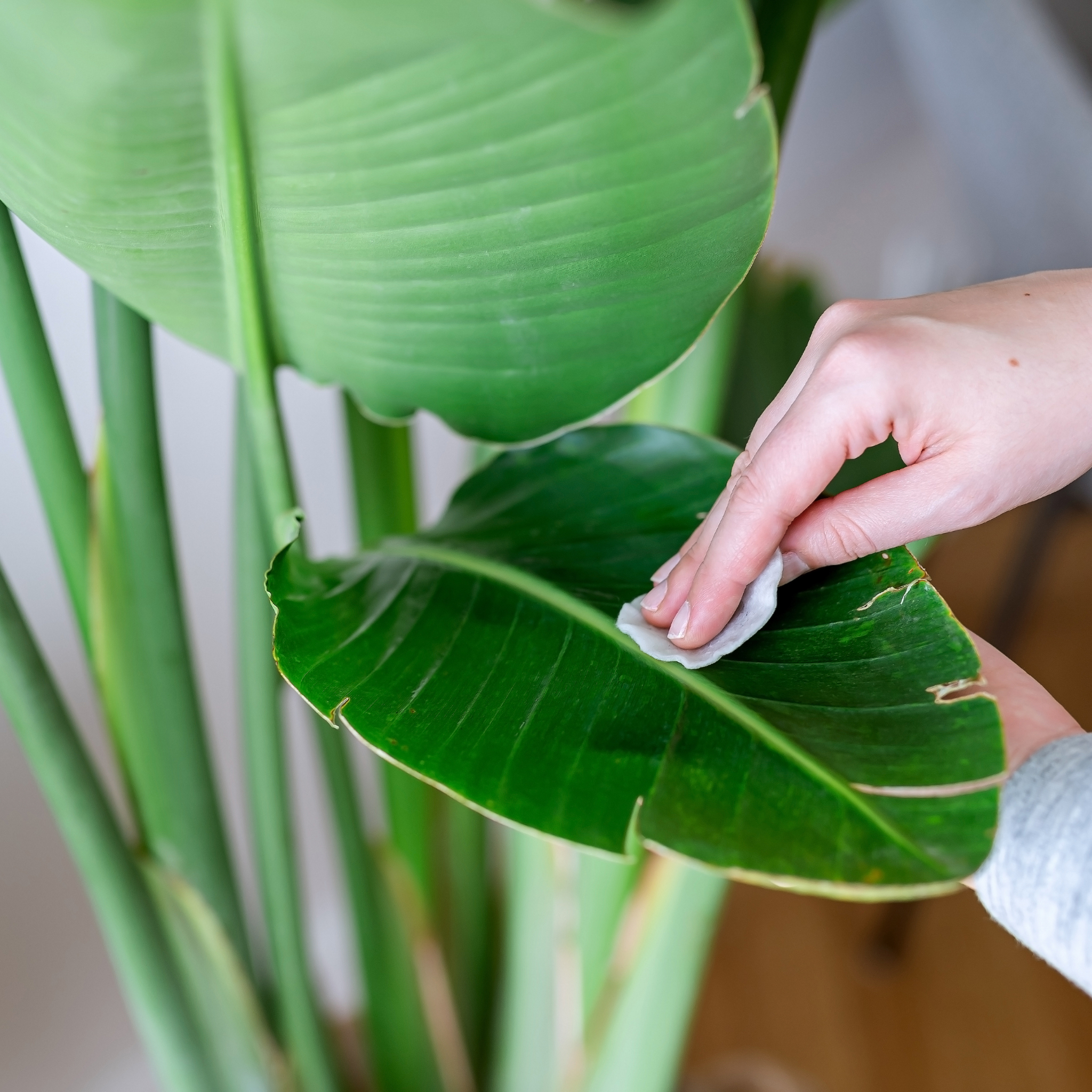 Giant White Bird of Paradise - Strelitzia nicolai