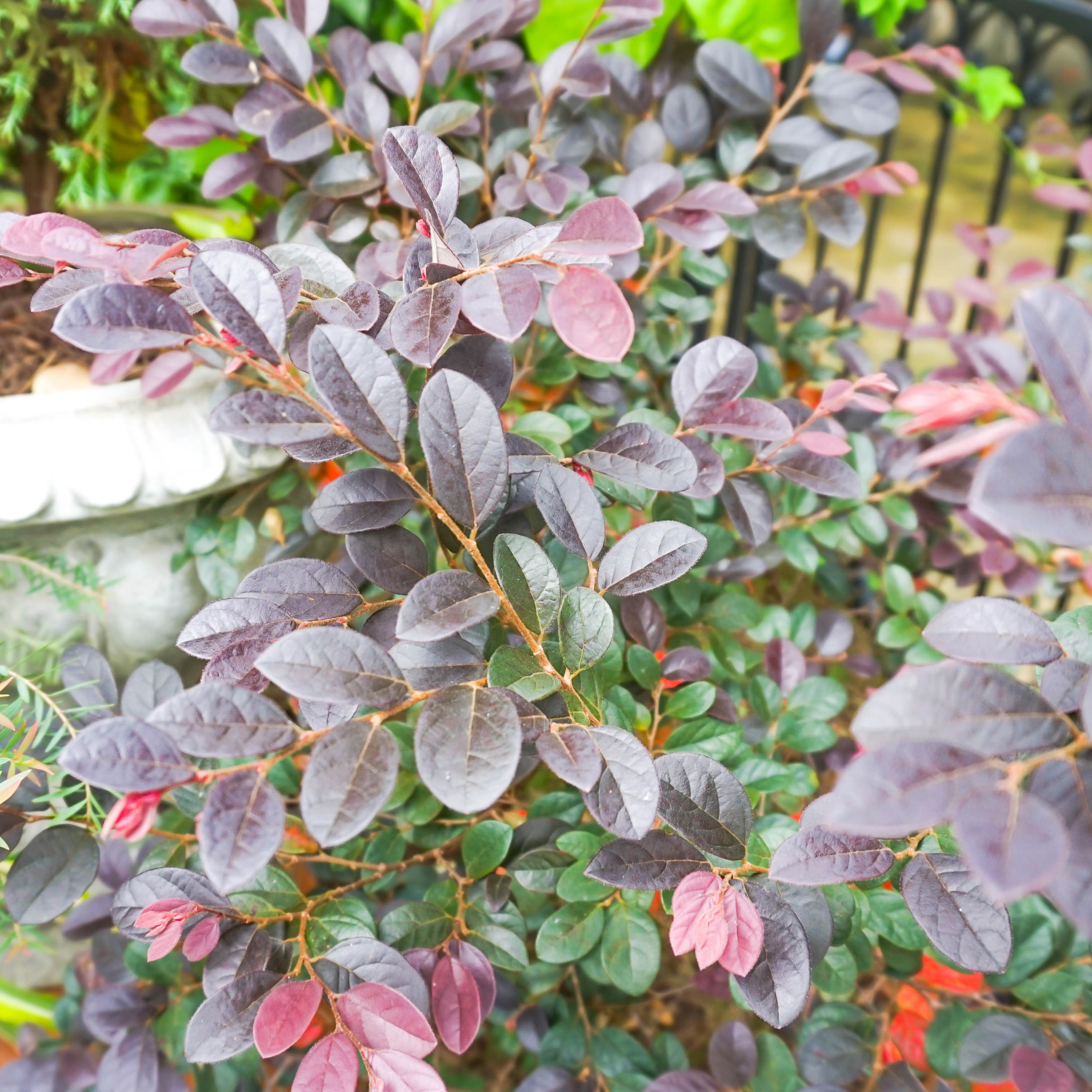 Chinese fringe flower - Loropetalum chinense Plum Gorgeous PBR