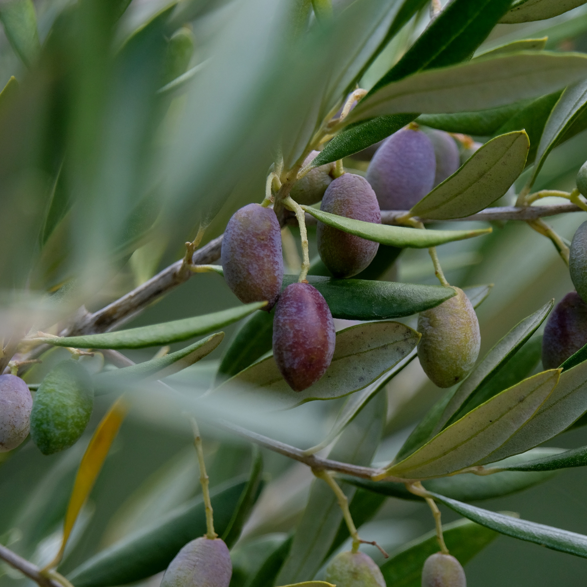 Kalamata Olive Tree - Olea europaea Kalamata