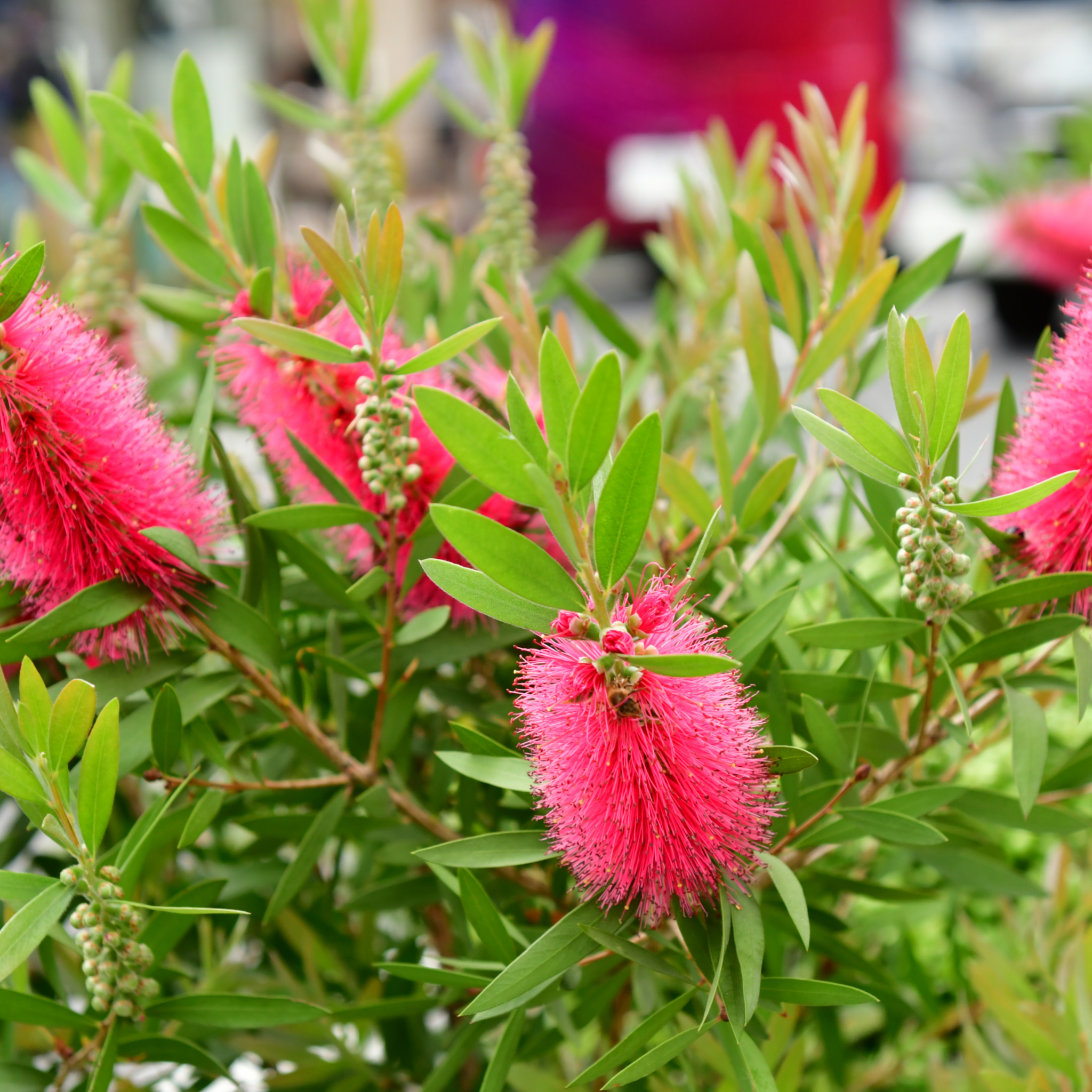 Pink Bottlebrush - Callistemon hybrida 'Candy Pink'