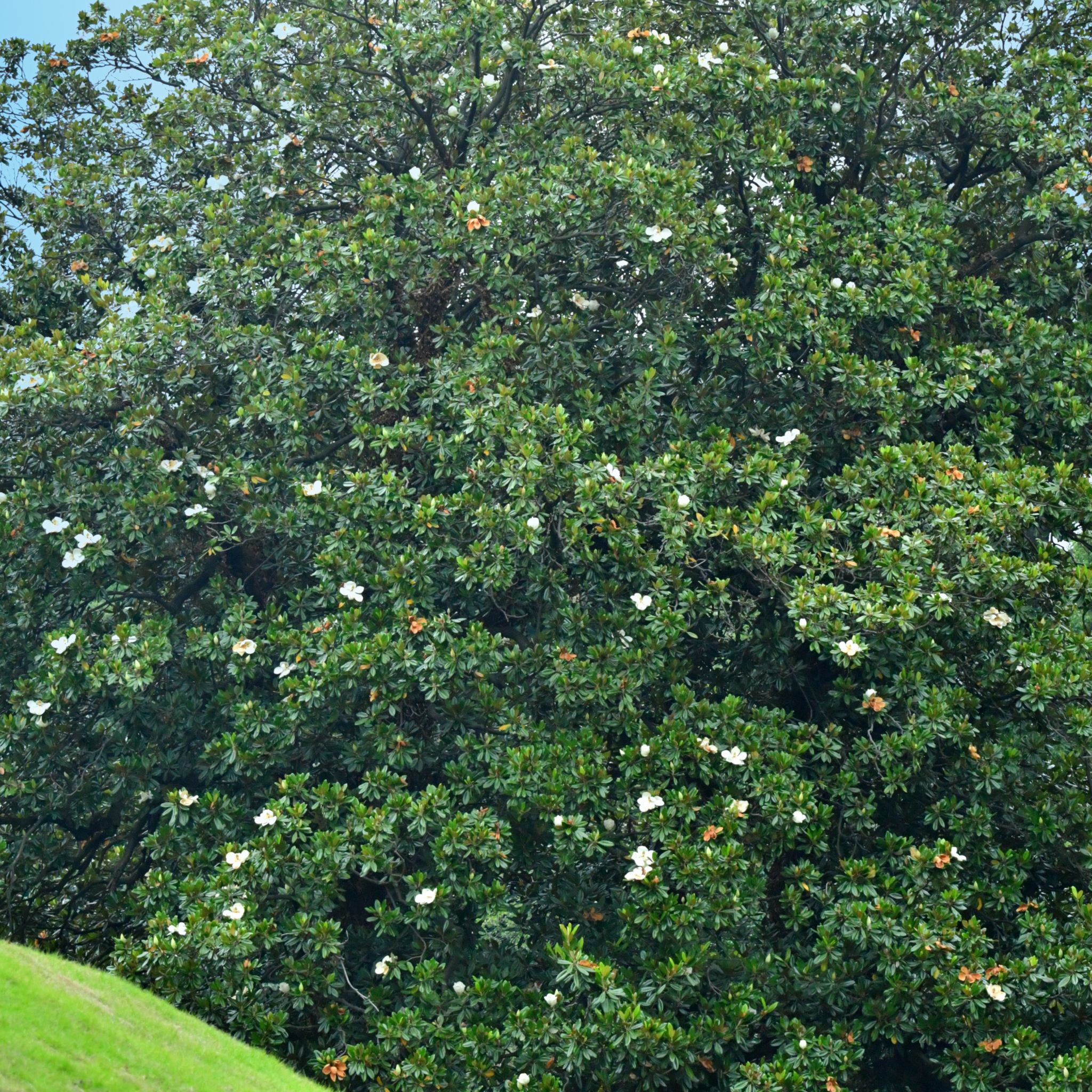 Bull Bay Magnolia Alta - Magnolia grandiflora Alta