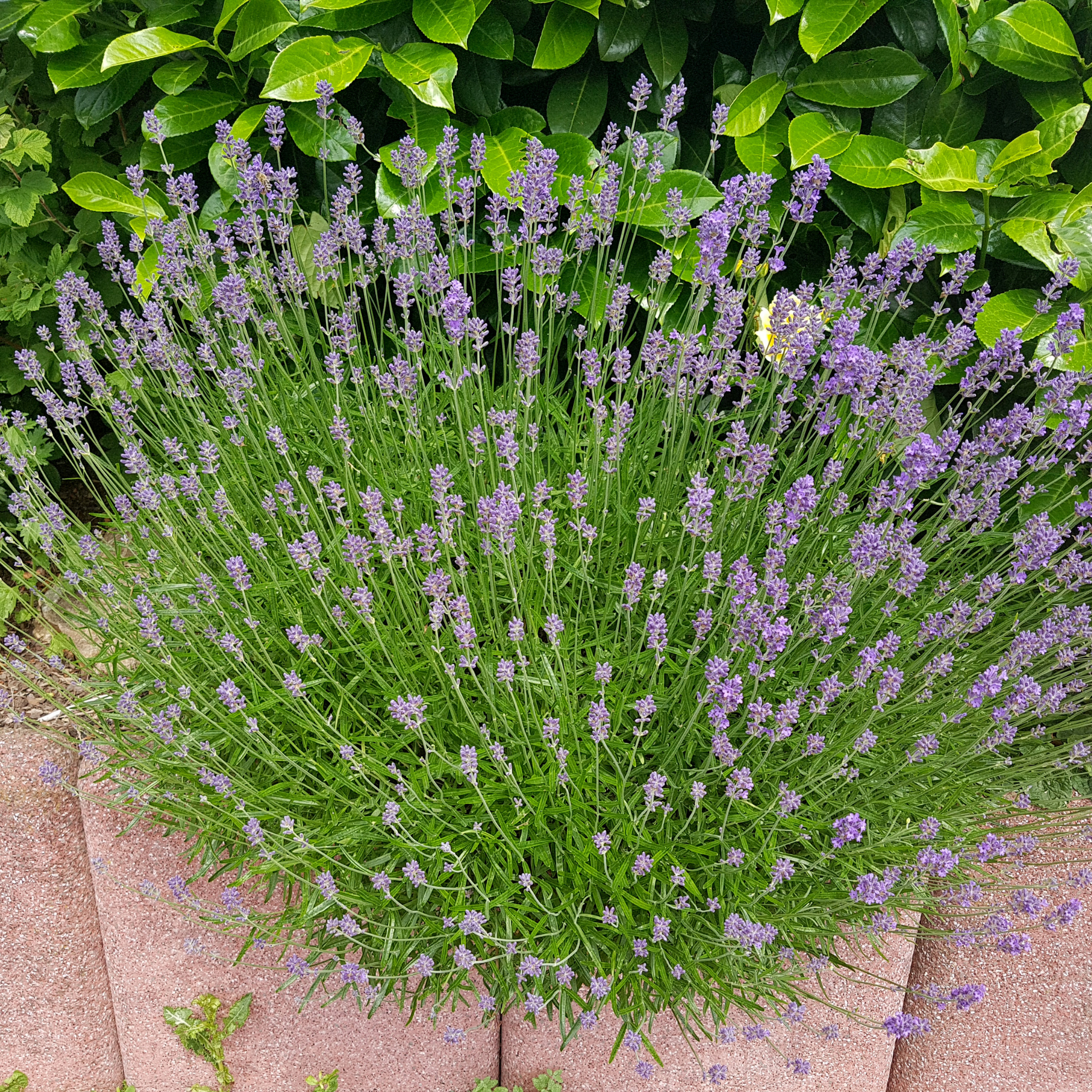 Compact English Lavender - Lavandula angustifolia Hidcote