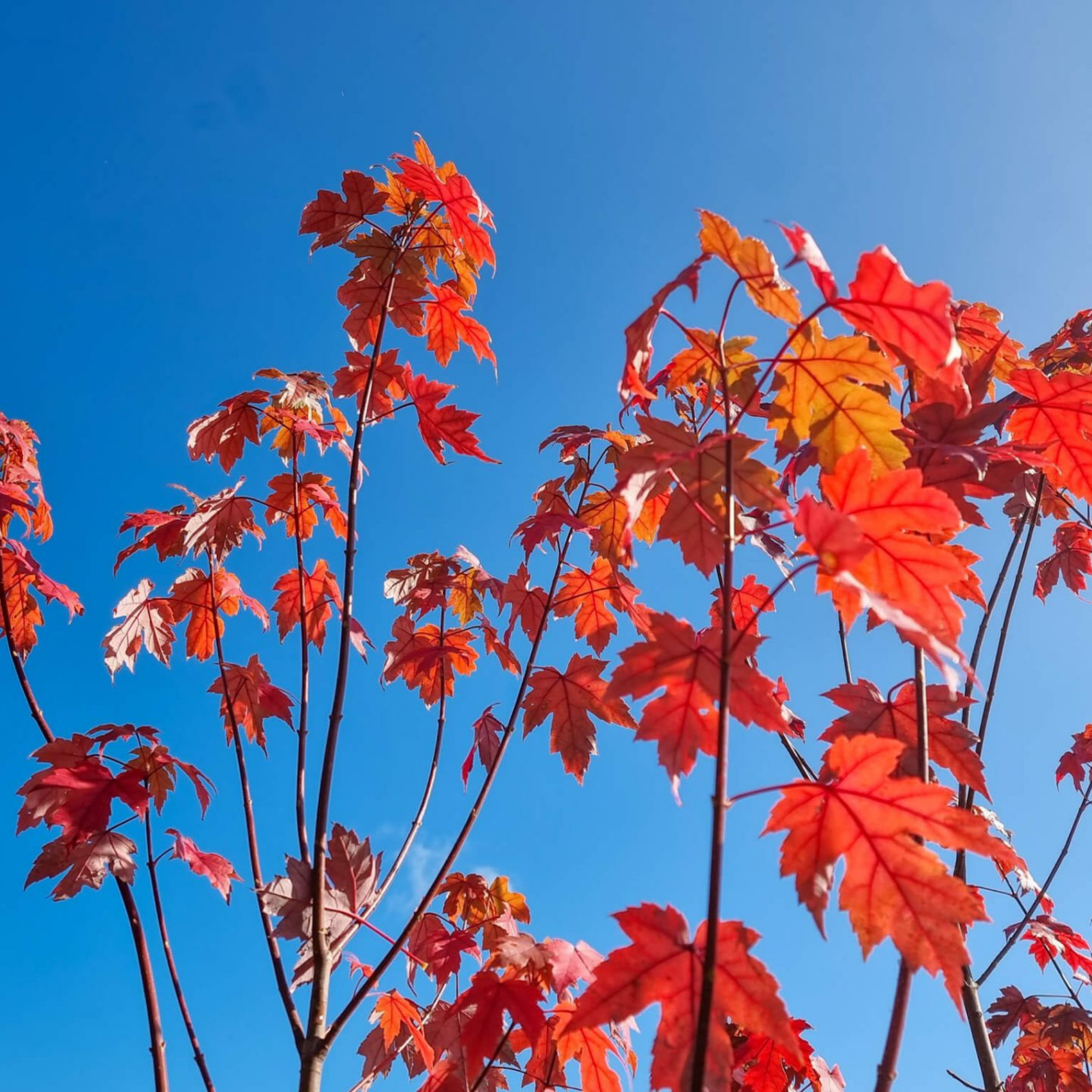 Red maple leaves against a clear blue sky