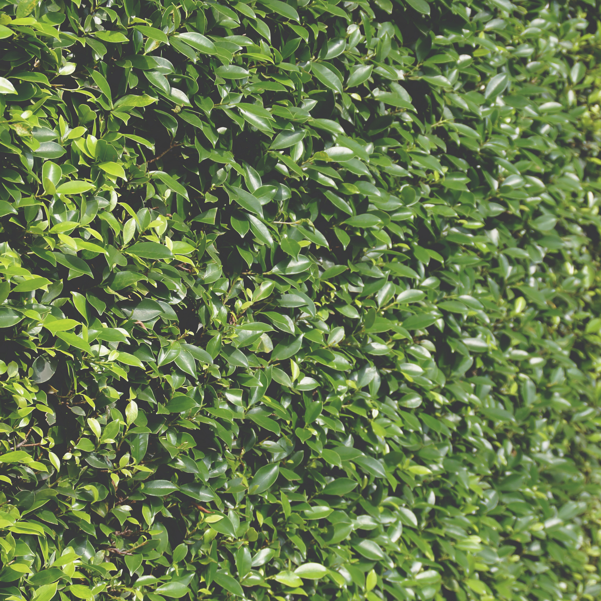 Sweet Viburnum Dense Fence - Viburnum odoratissimum Dense Fence PBR
