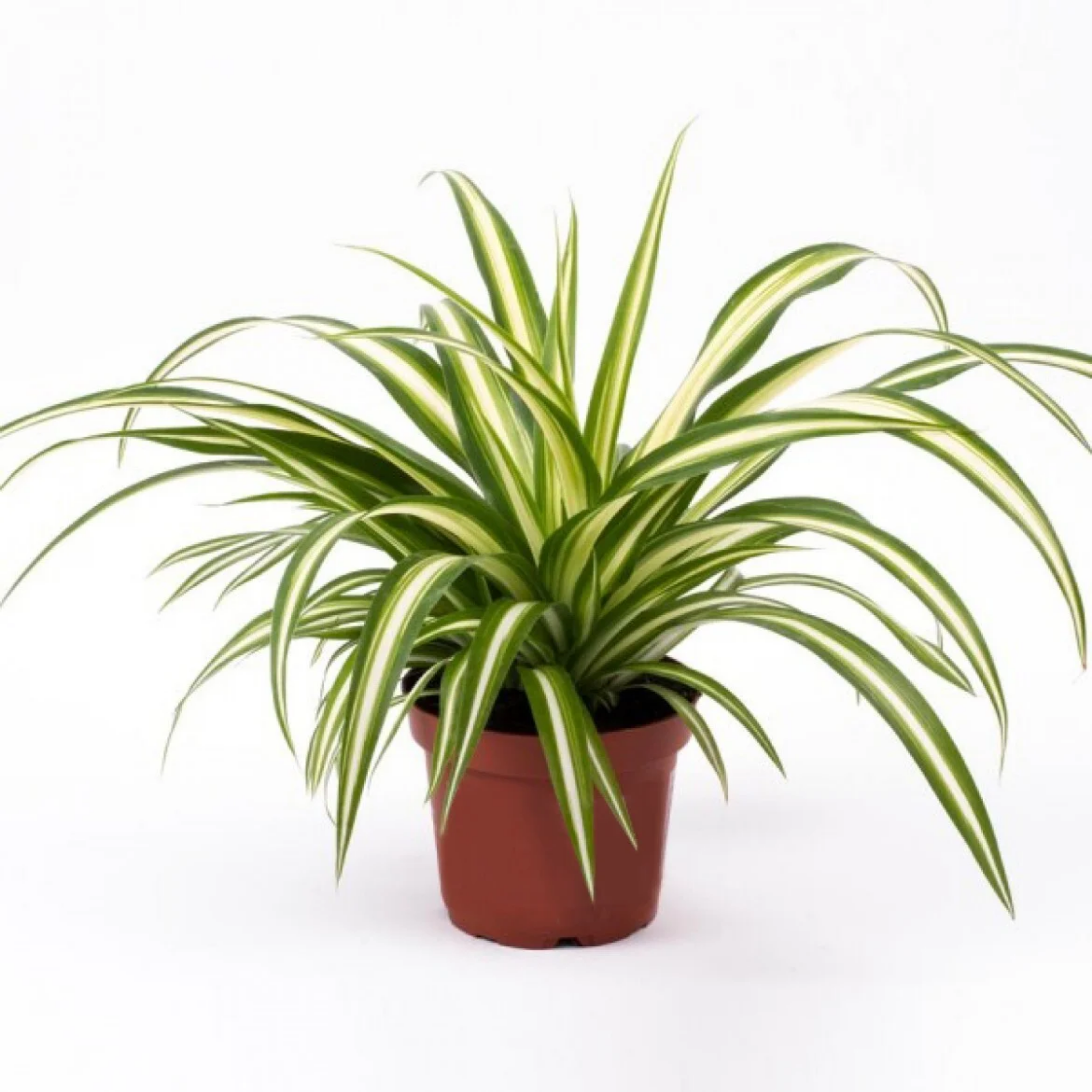 Potted spider plant with green and yellow leaves on a white background