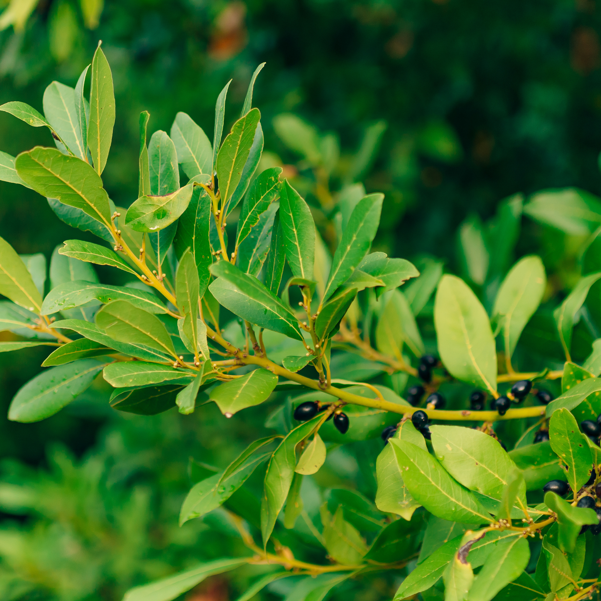 Dwarf Bay Laurel Tree - Laurus nobilis Baby Bay