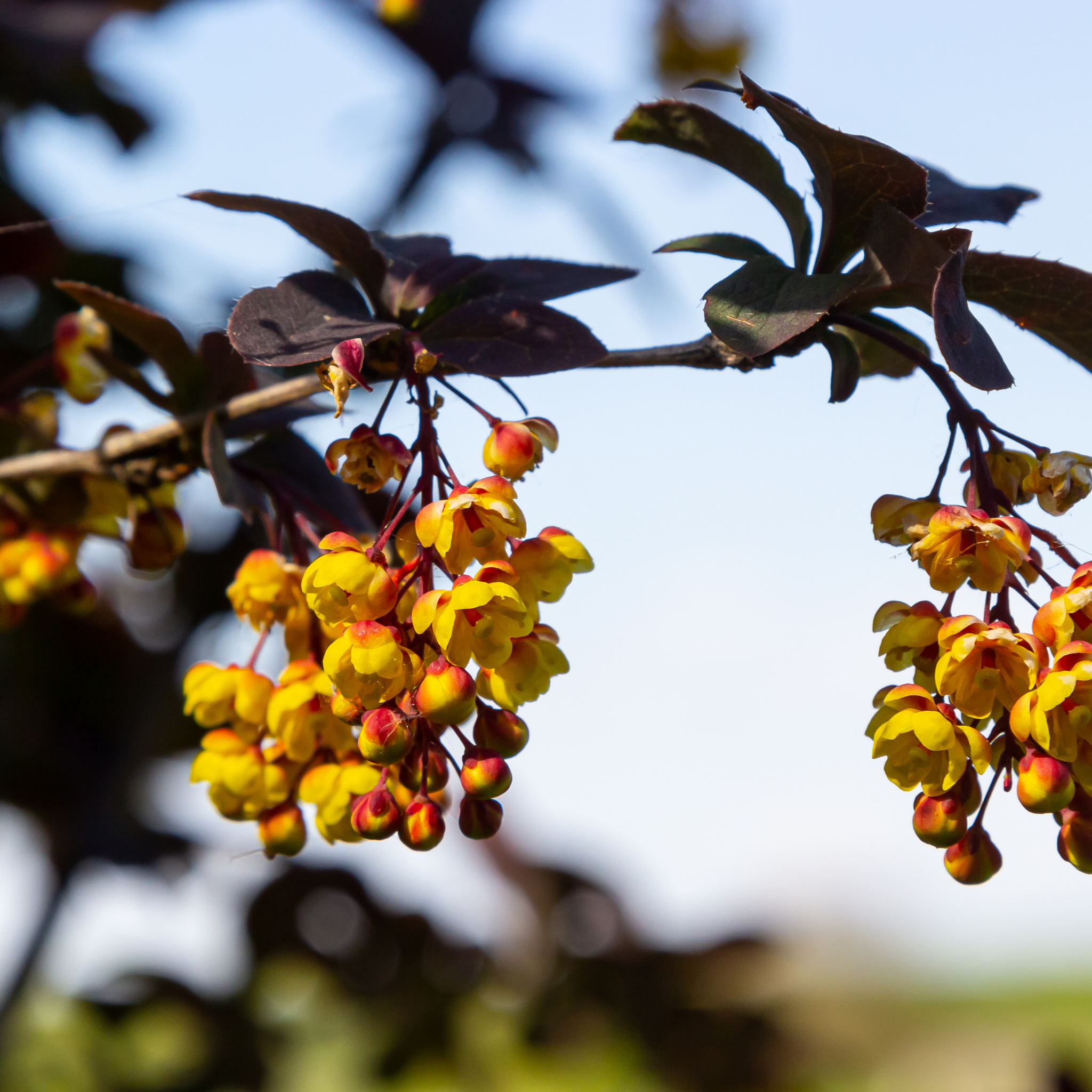 Purple Japanese Barberry Rose Glow - Berberis thunbergii atropurpurea 'Rose Glow'