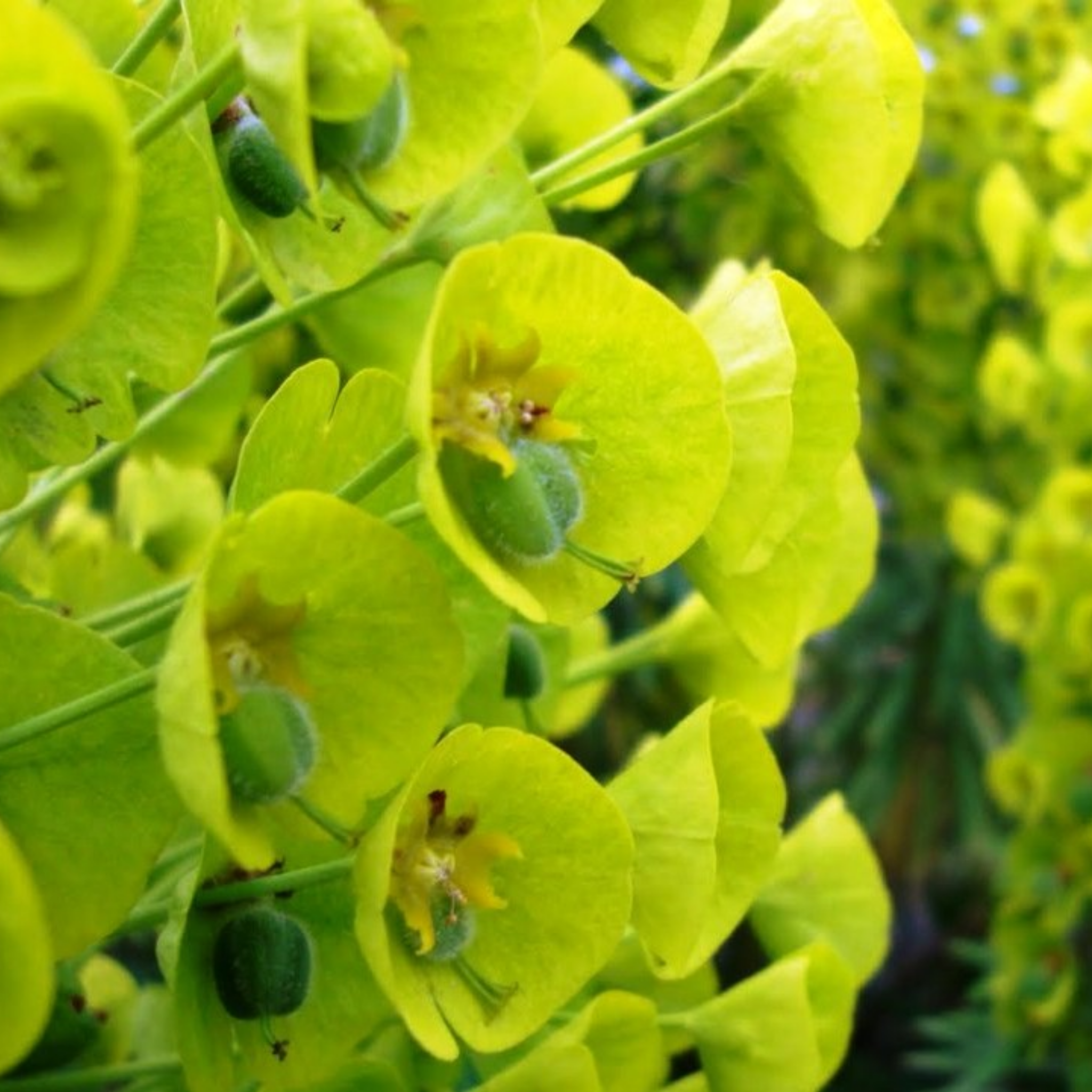 Mediterranean Spurge - Euphorbia characias wulfenii