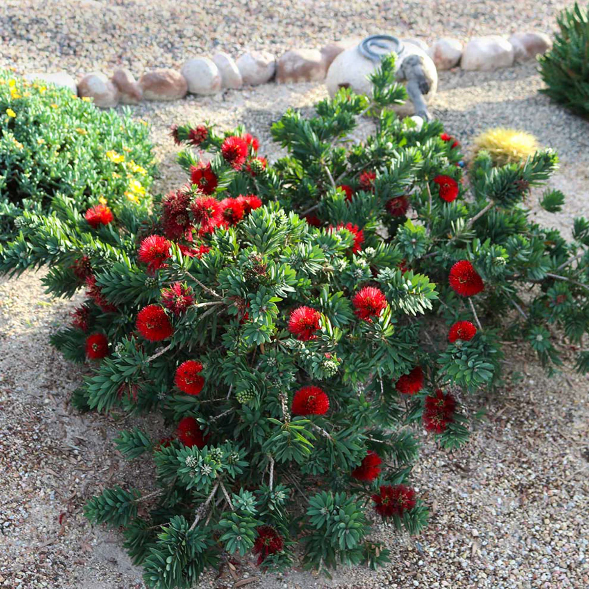 Dwarf Bottlebrush Little John - Callistemon viminalis 'Little John'