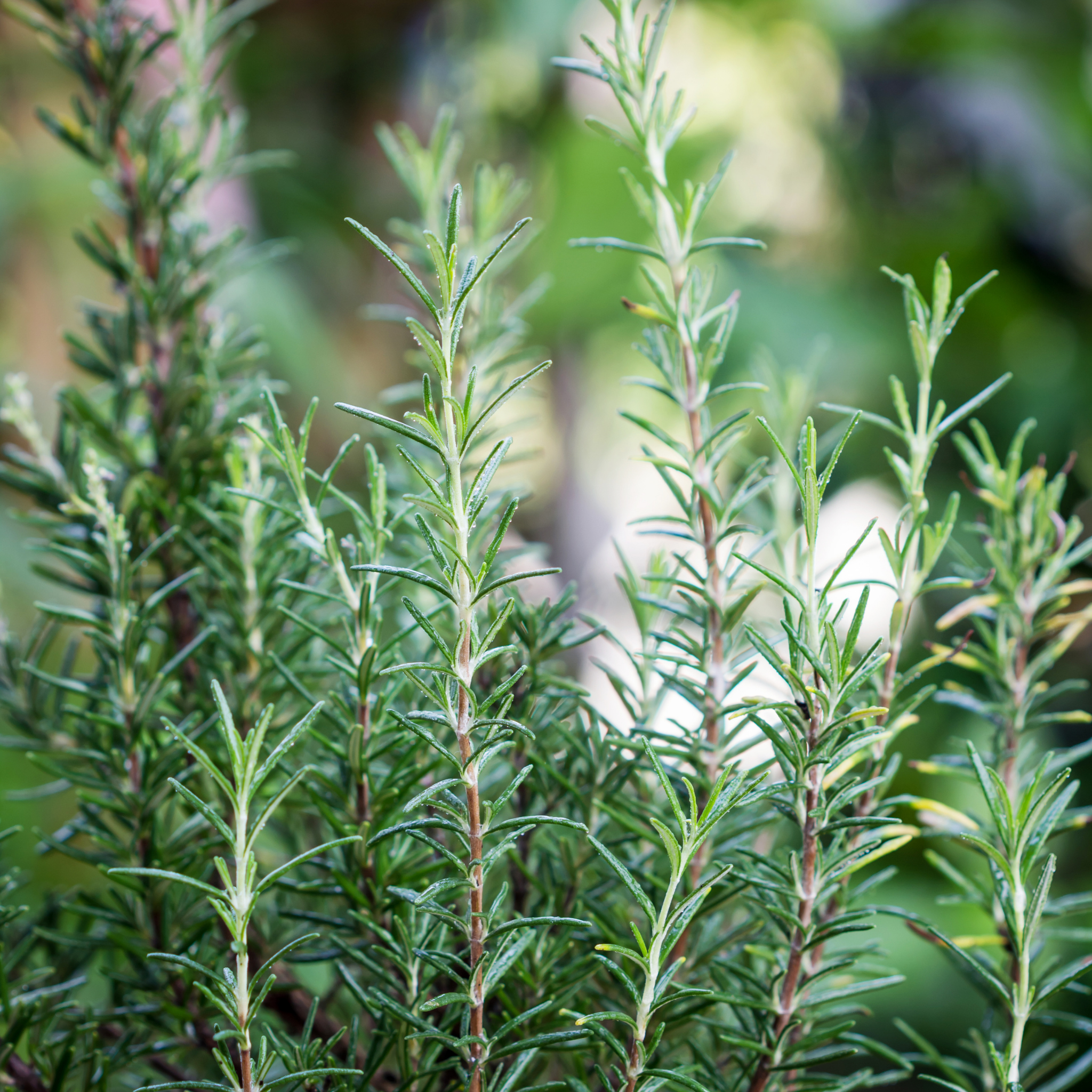 Blue Lagoon Rosemary - Rosmarinus officinalis Blue Lagoon