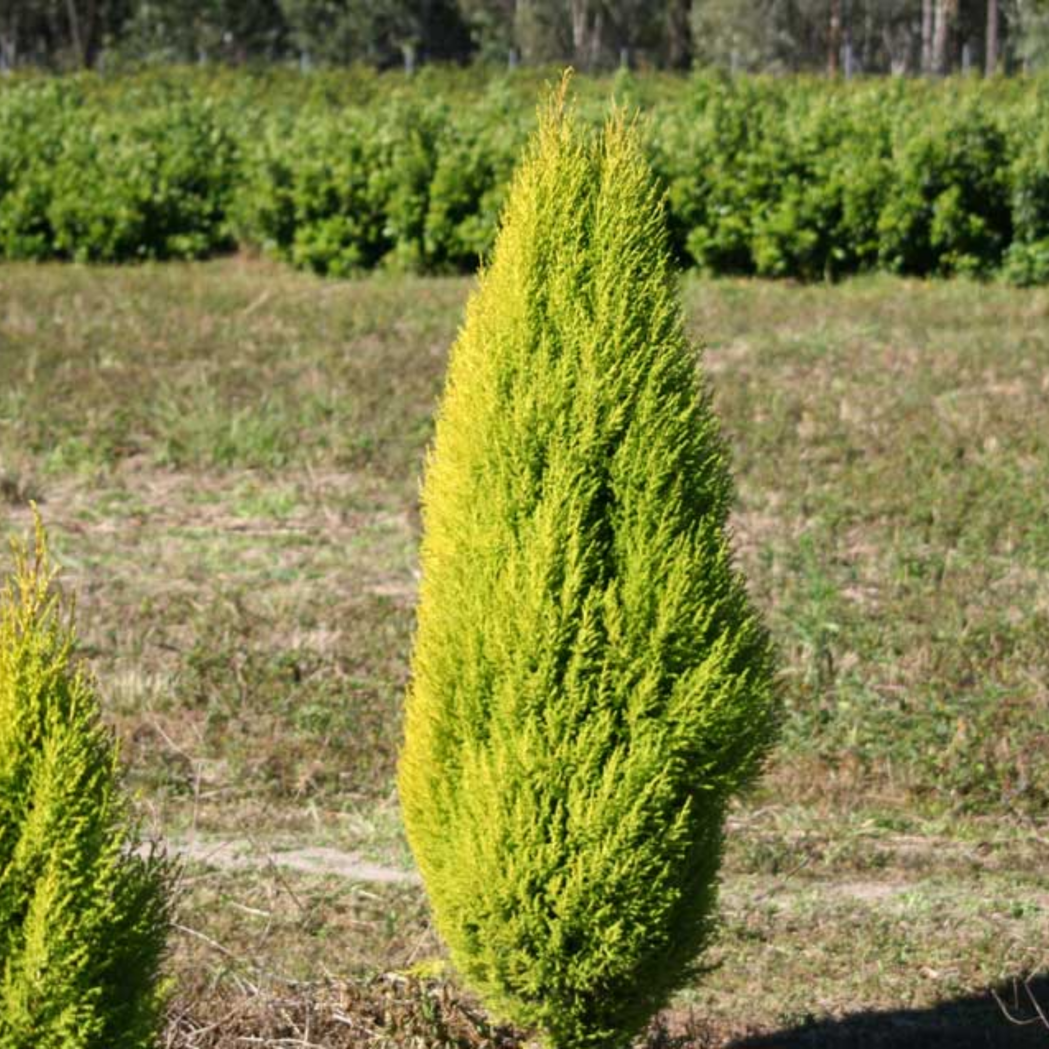 Lemon Cypress - Cupressus macrocarpa 'Lemon Scent'