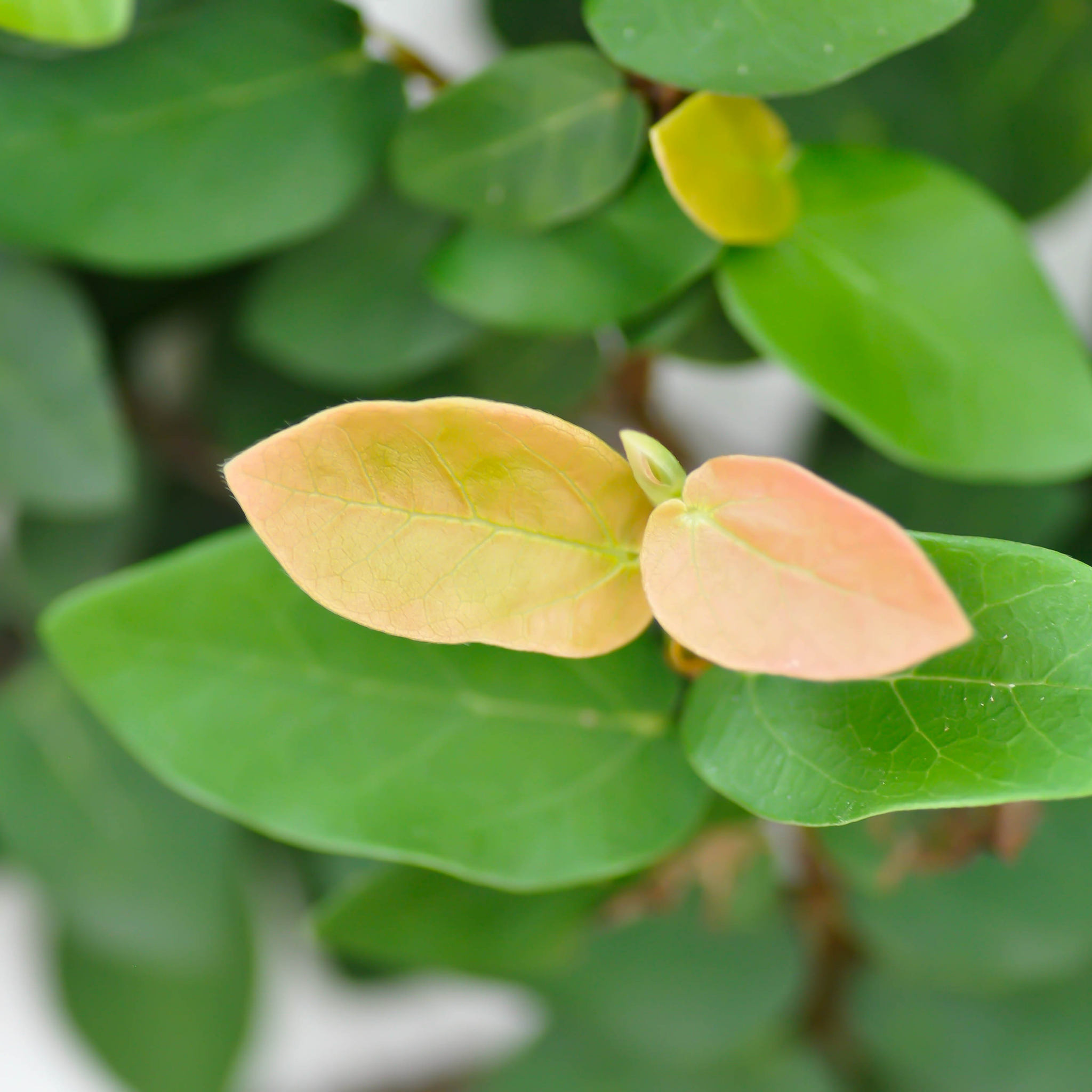 Creeping Fig - Ficus pumila