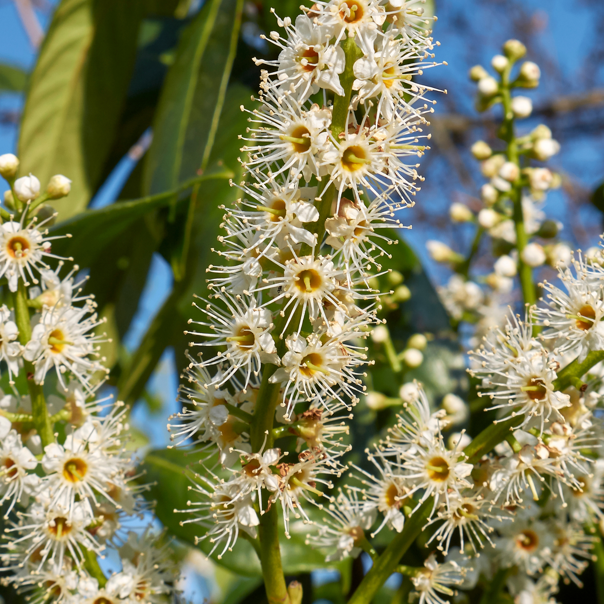 Close-up of white flowers with green leaves on a blurred natural background