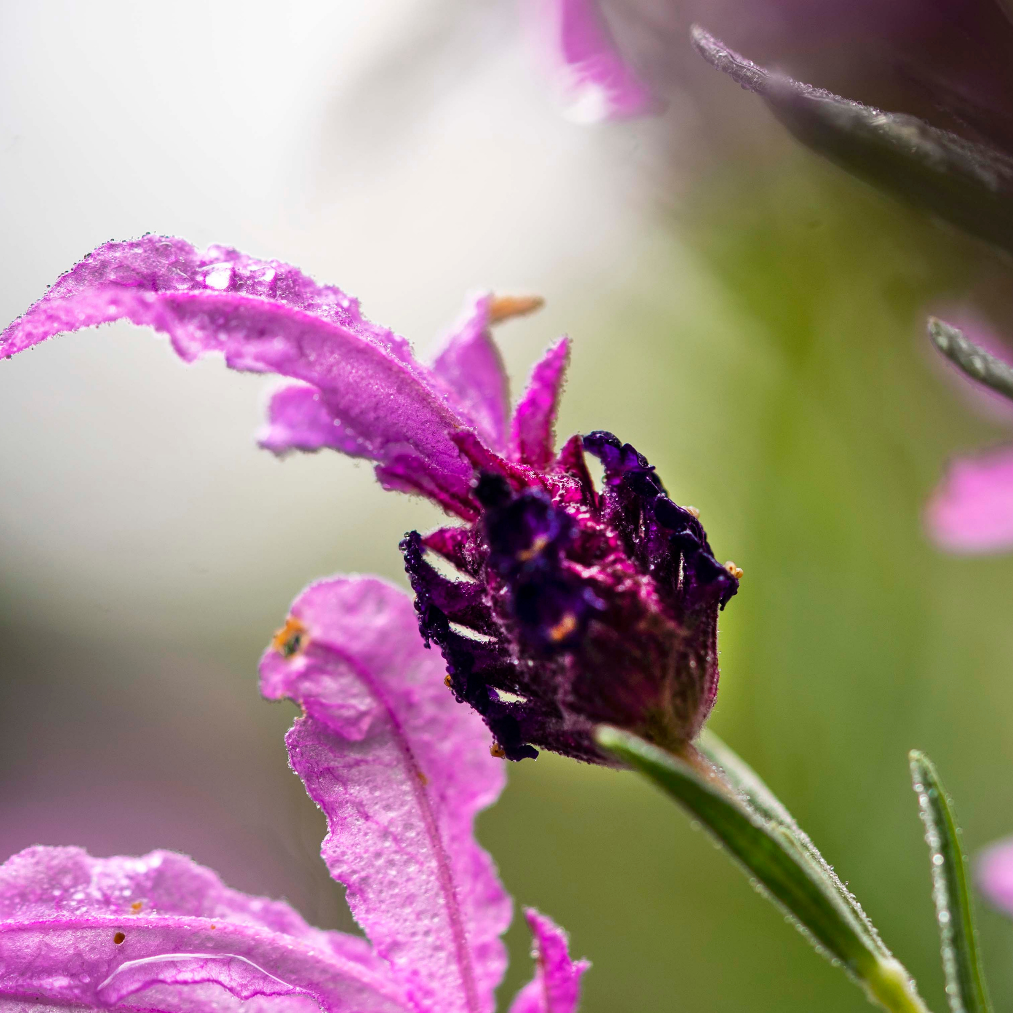 French Lavender - Lavandula pedunculata The Princess PBR