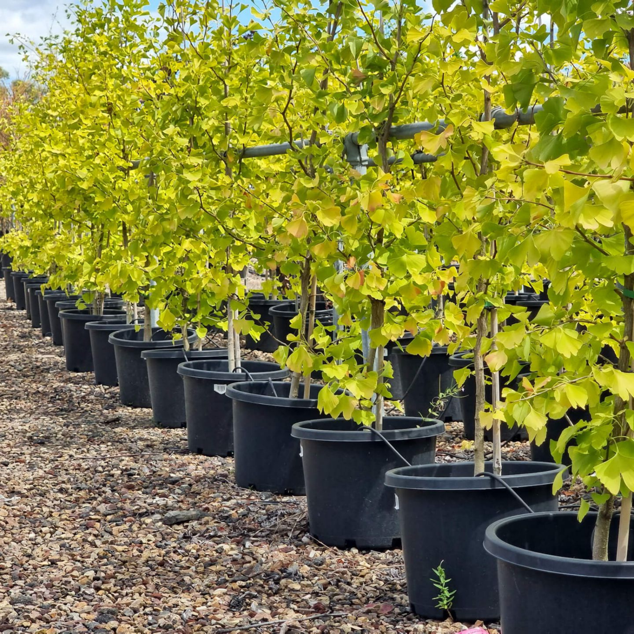 Ginkgo biloba - Maidenhair Tree Conifer