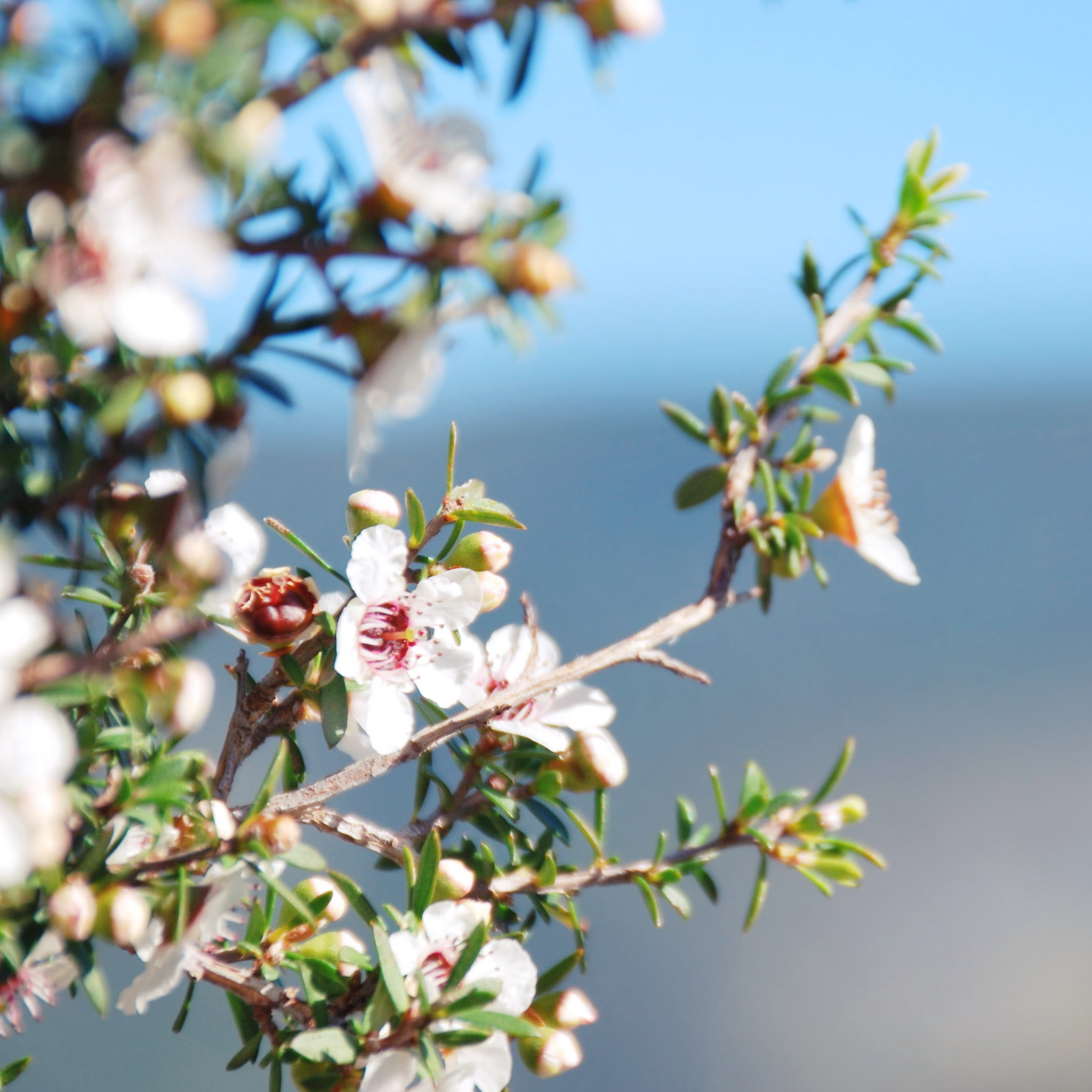 Prickly Tea Tree - Leptospermum continentale