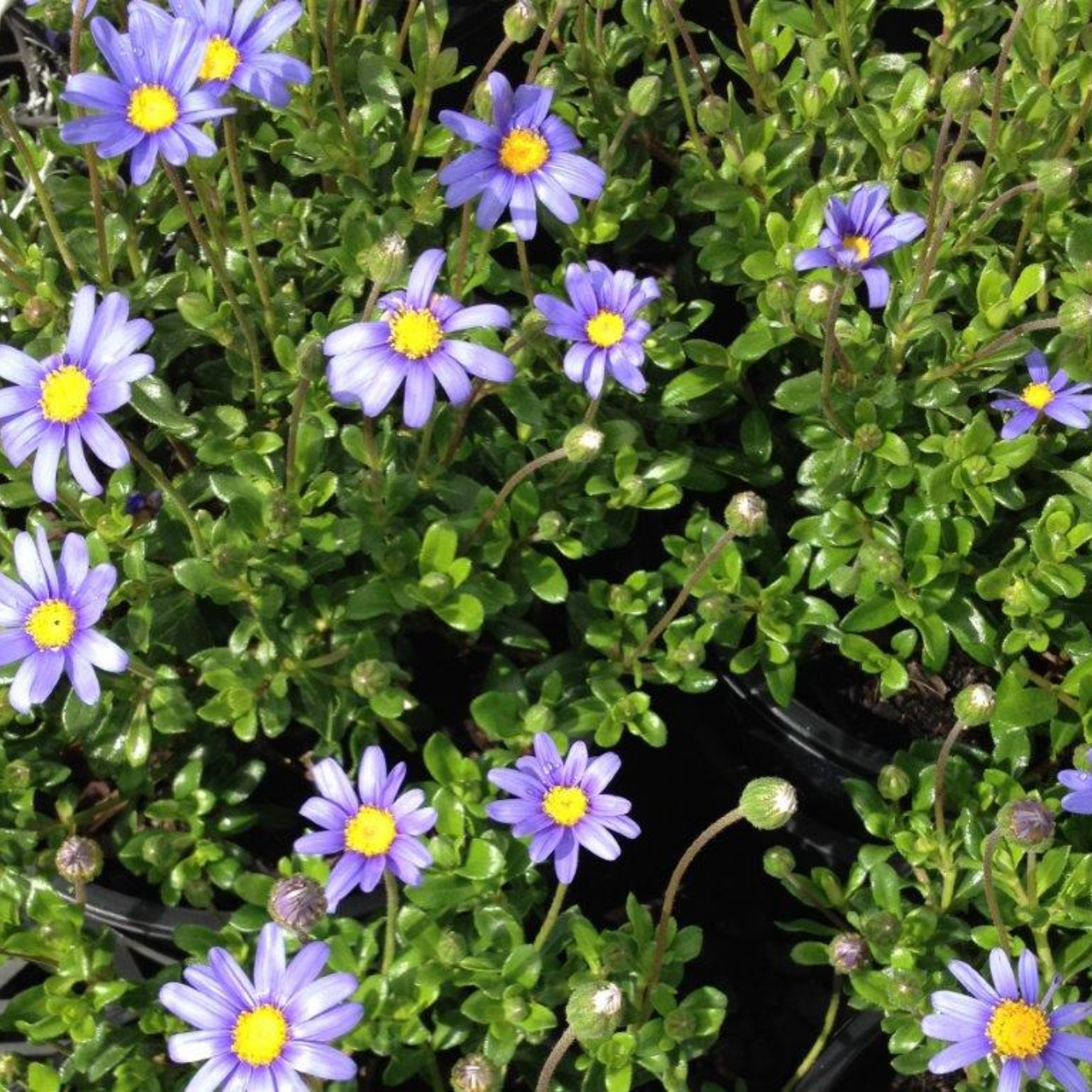 Blue Marguerite - Felicia amelloides
