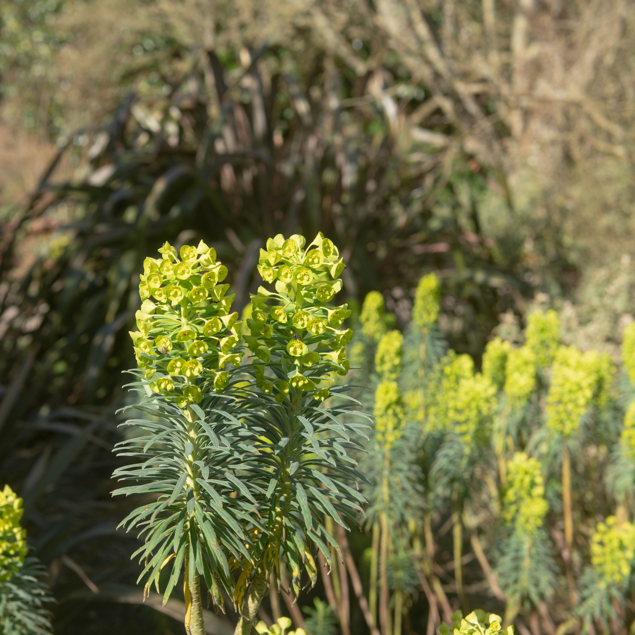 Mediterranean Spurge - Euphorbia characias wulfenii