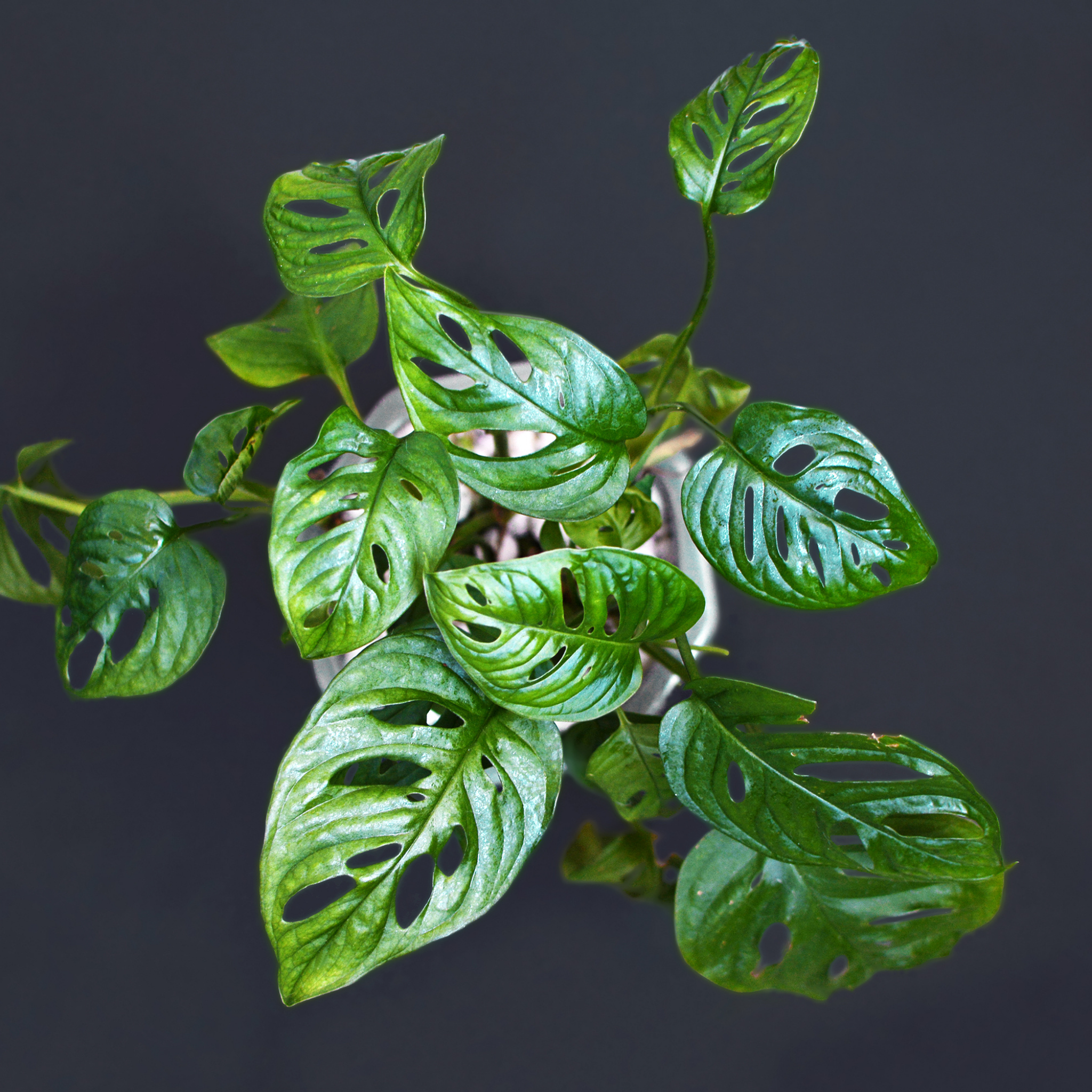 Swiss Cheese Vine - Monstera adansonii