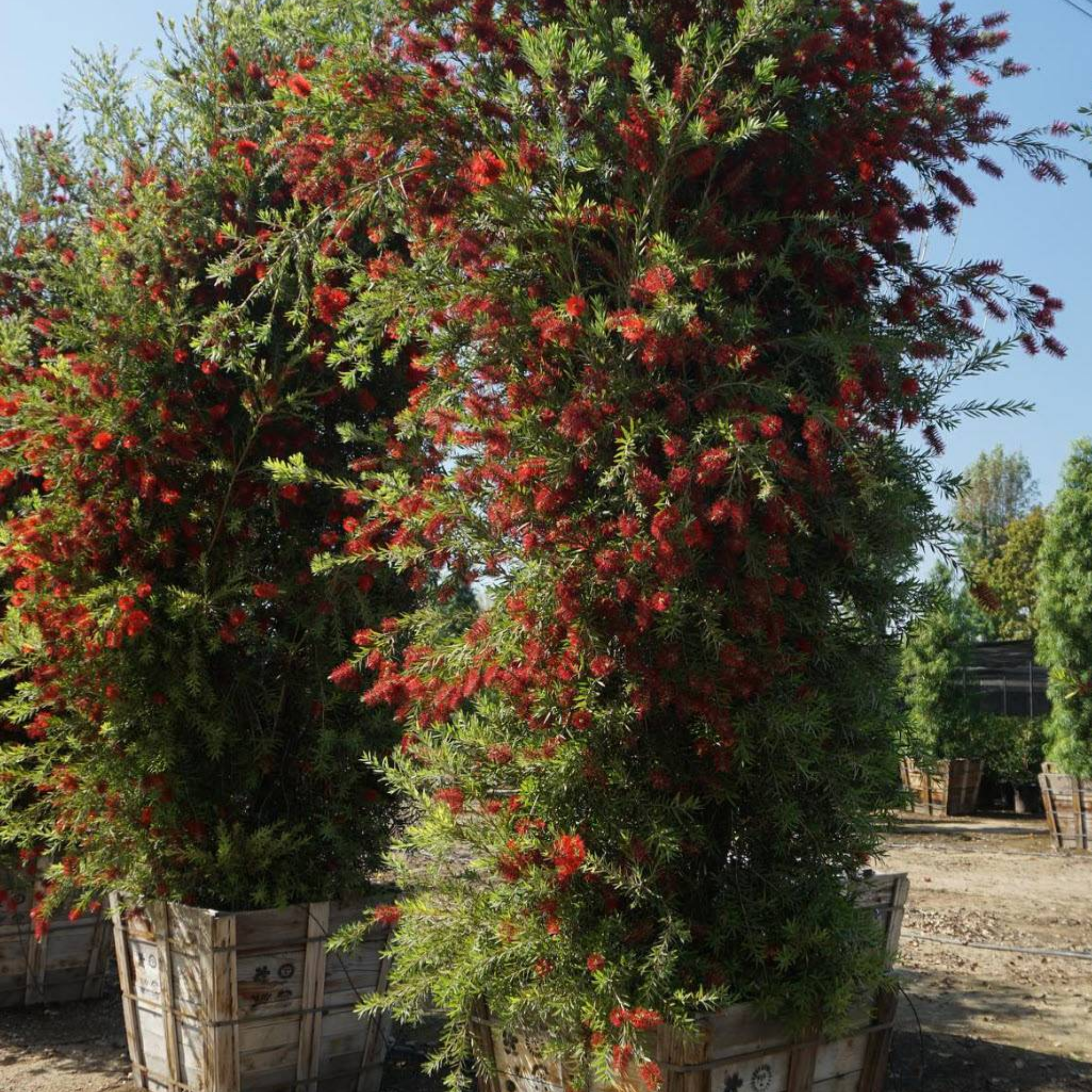 Slim Bottlebrush - Callistemon viminalis 'Slim'