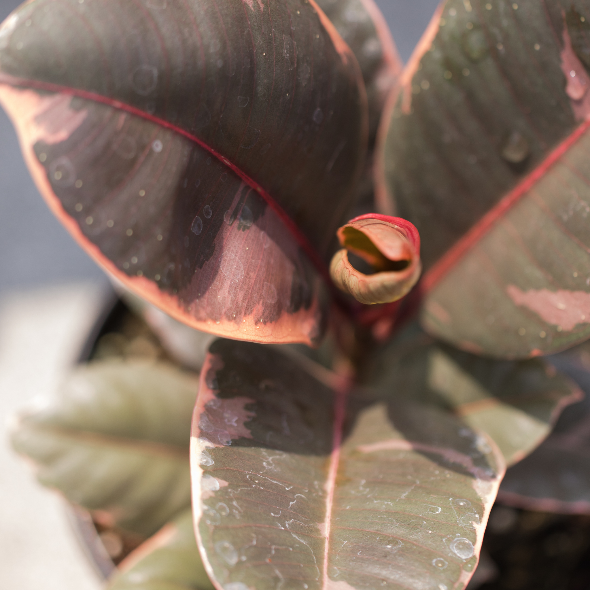 Red Rubber Tree Plant - Ficus elastica Ruby