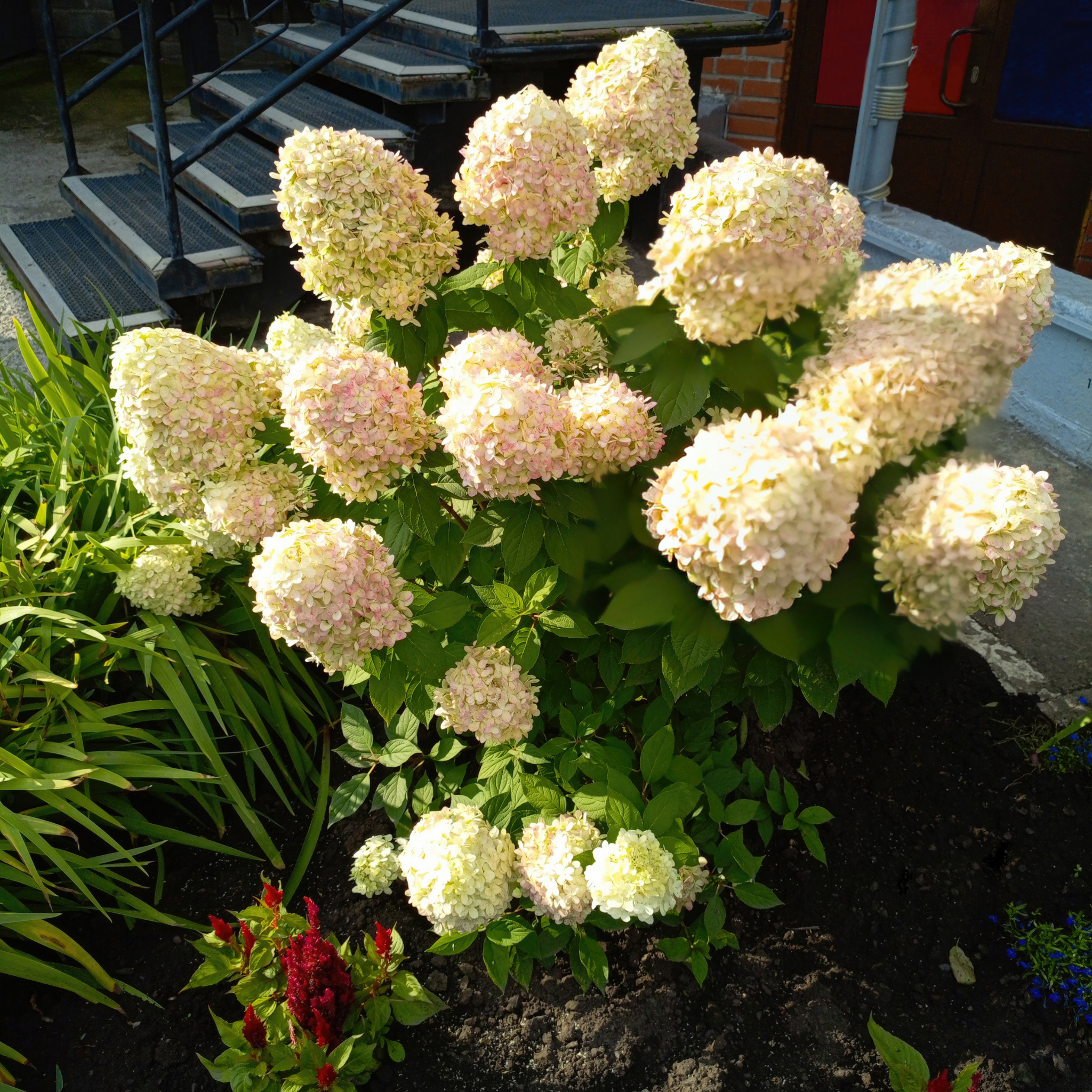 Panicled Hydrangea - Hydrangea paniculata Sundae Fraise