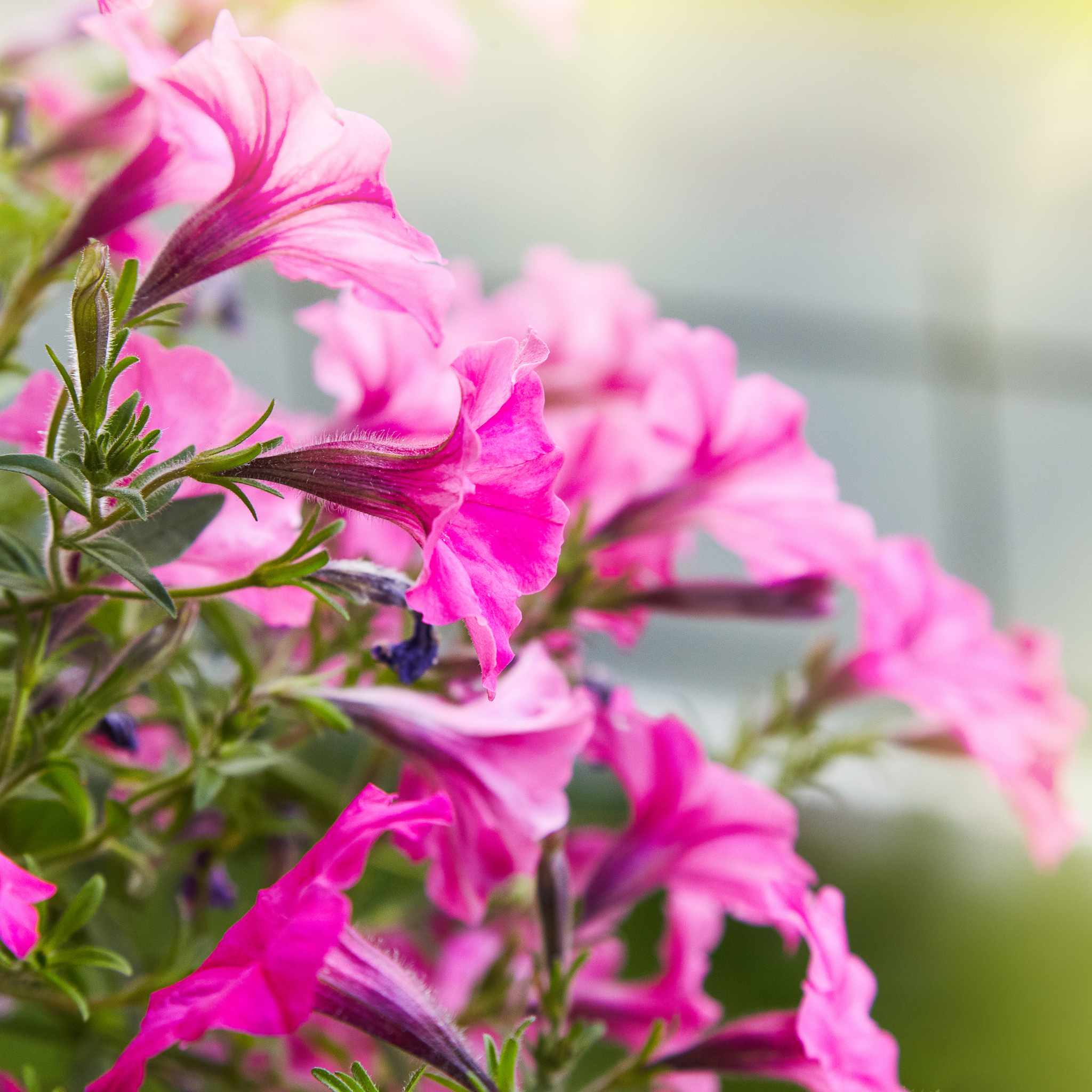 Mini Petunia Calipetite Rose - Calibrachoa hybrida Calipetite Rose