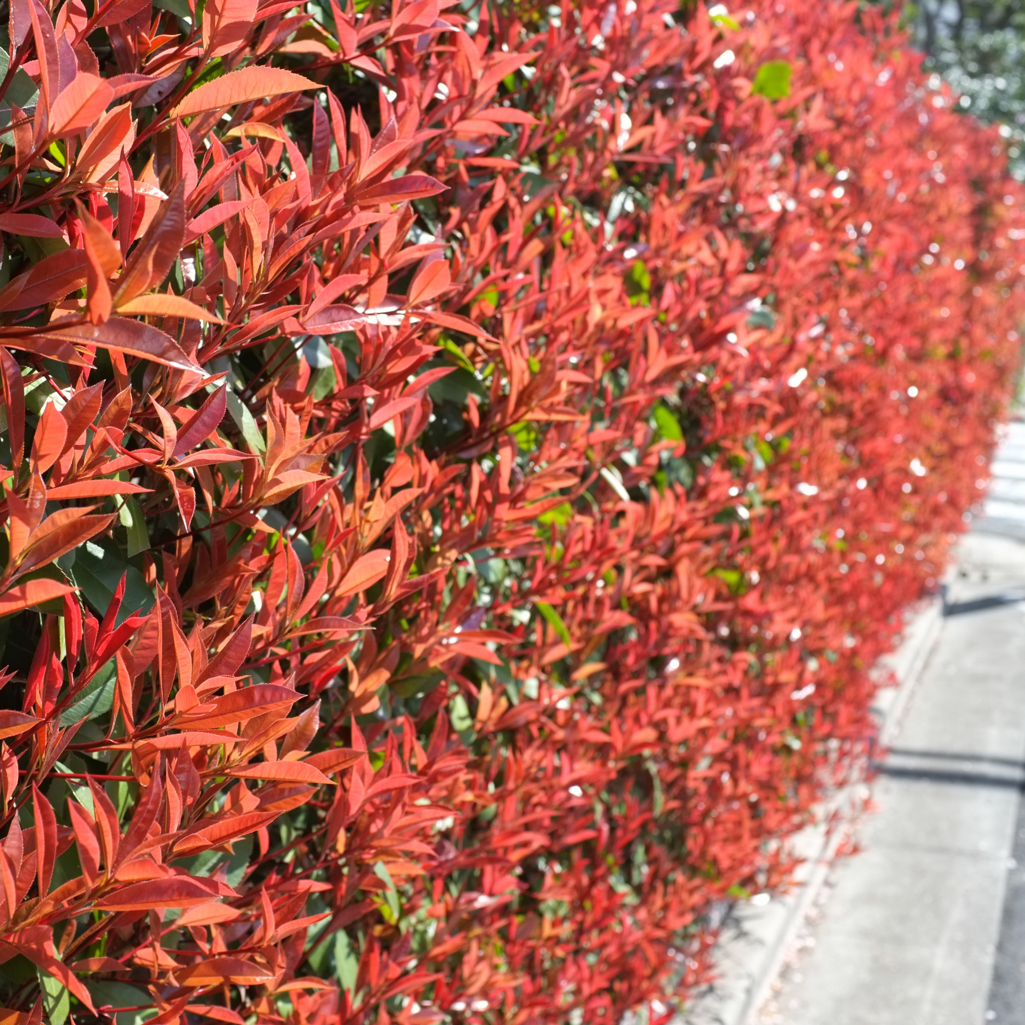 Red Tip Photinia Red Robin - Photinia fraseri Red Robin