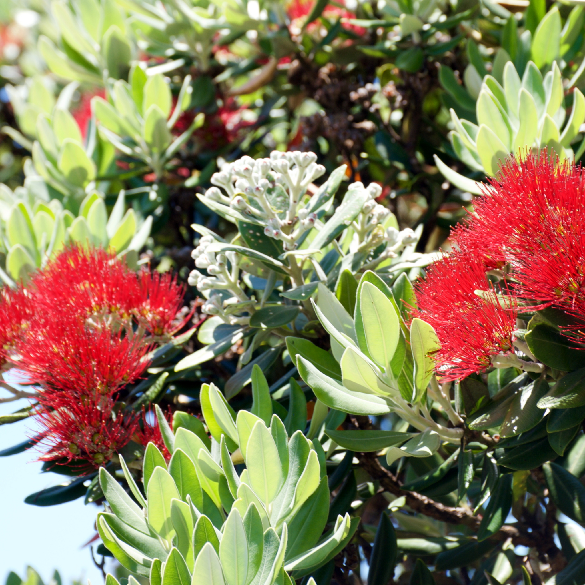 New Zealand Christmas Bush - Metrosideros collina Tahiti
