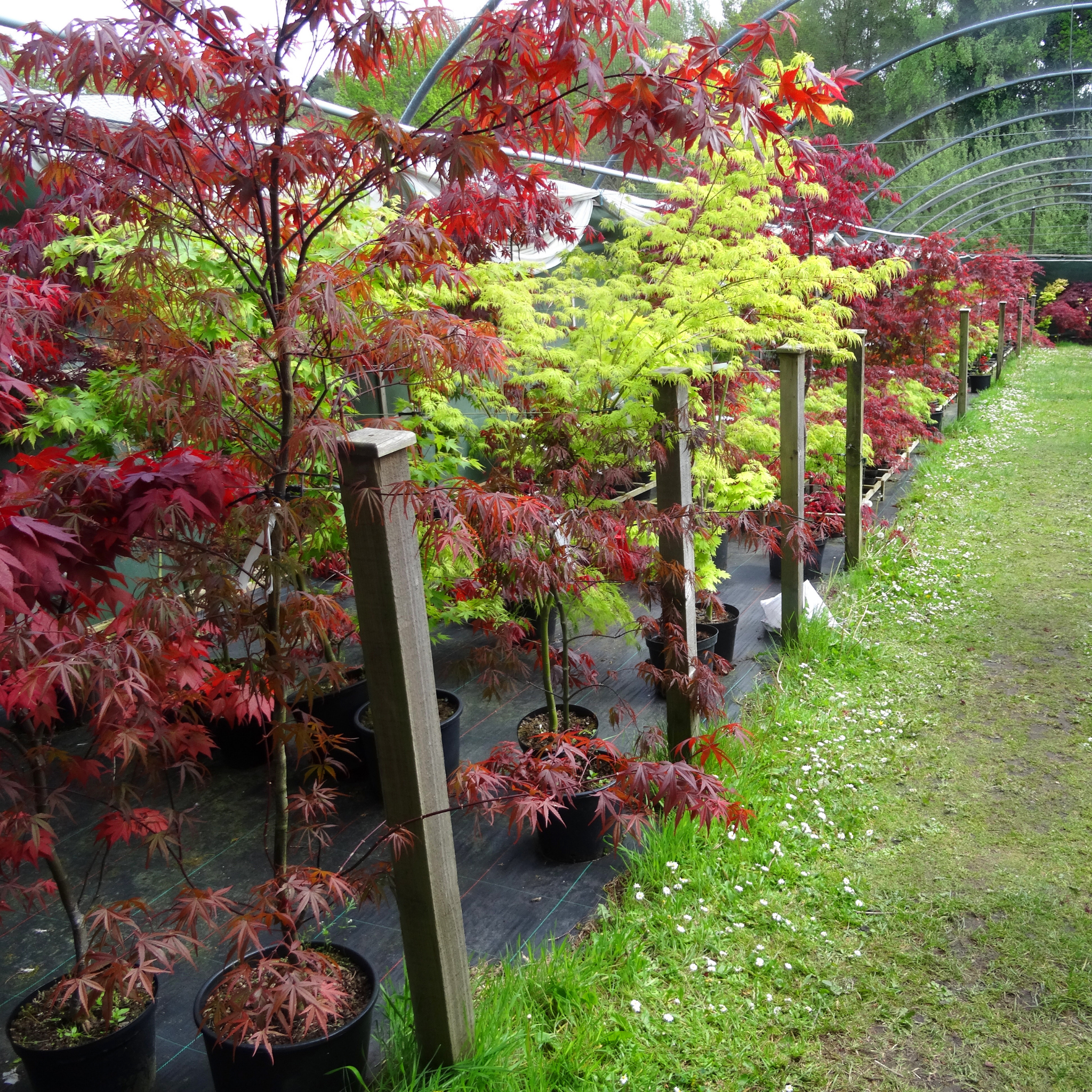 Row of potted trees with red and green foliage in a garden setting.