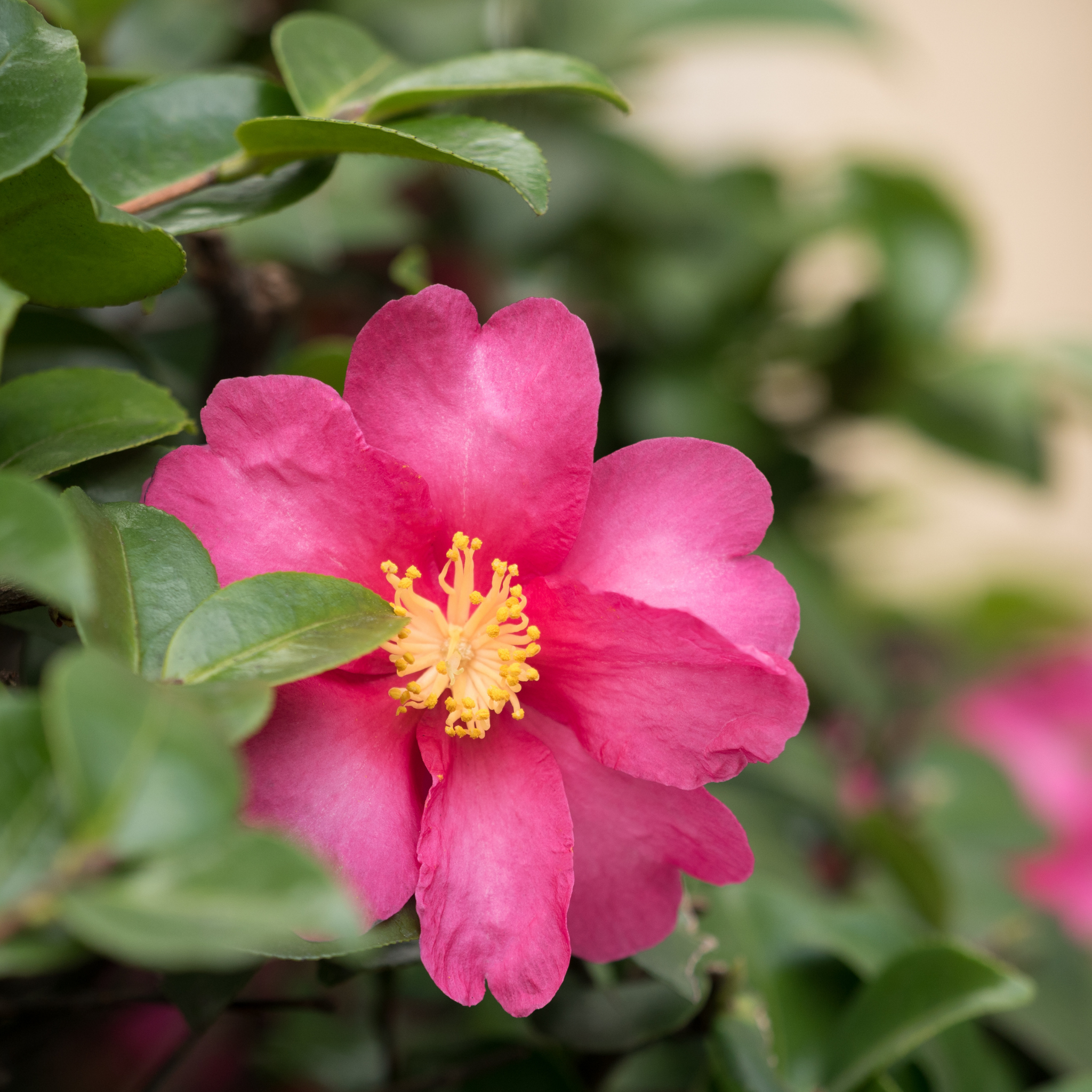 Close-up of a pink flower with a yellow center surrounded by green leaves.
