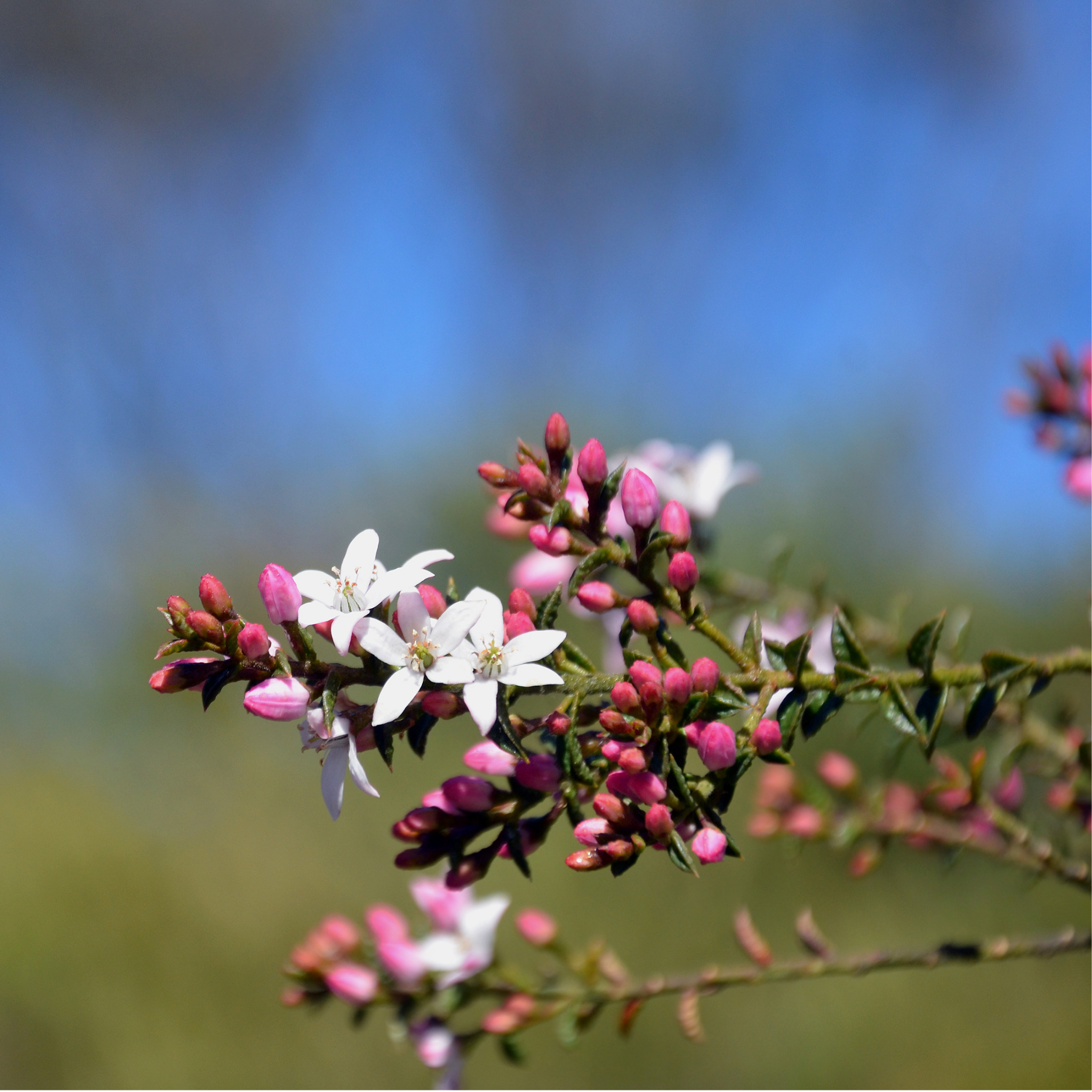 Box Leaf Wax Flower - Philotheca buxifolia Cascade of Stars