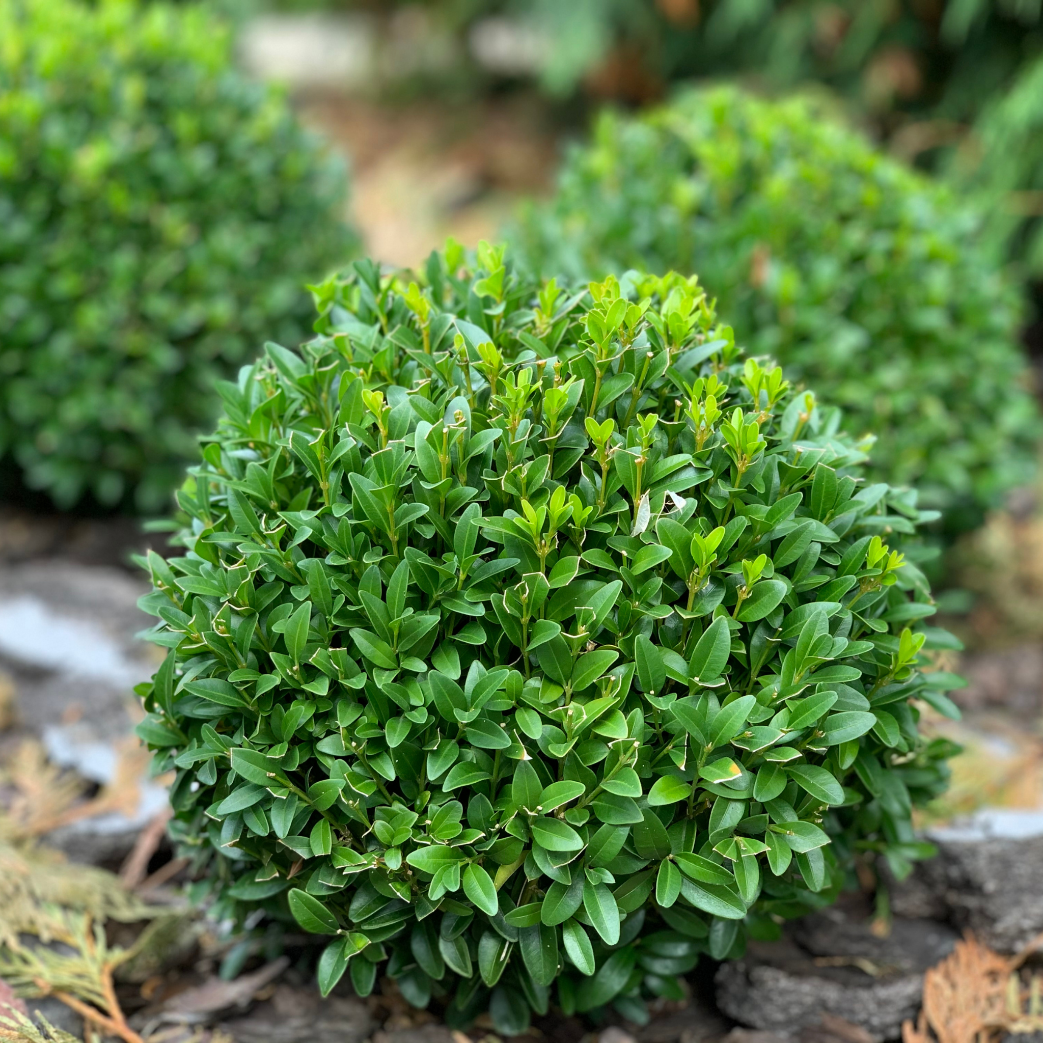 Close-up of a spherical green bush with a blurred natural background