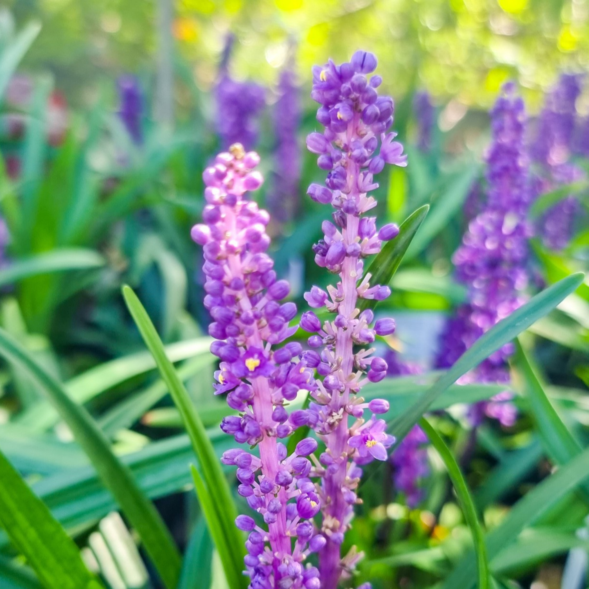 Lillyturf Royal Purple - Liriope muscari Royal Purple