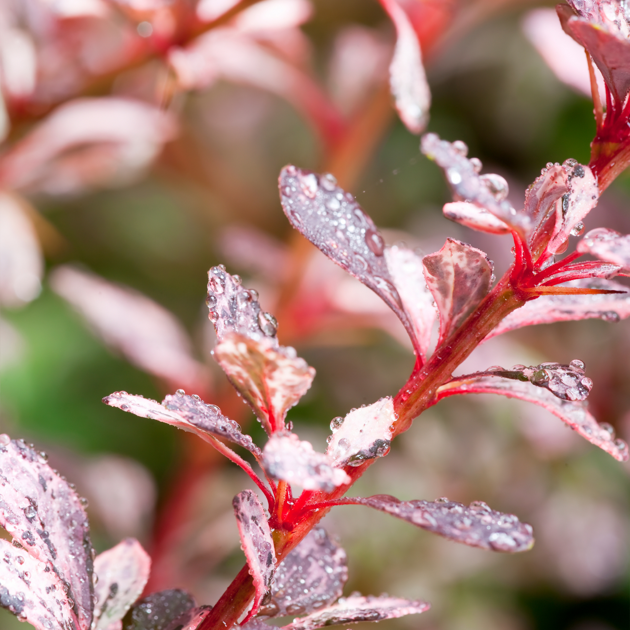 Purple Japanese Barberry Rose Glow - Berberis thunbergii atropurpurea 'Rose Glow'