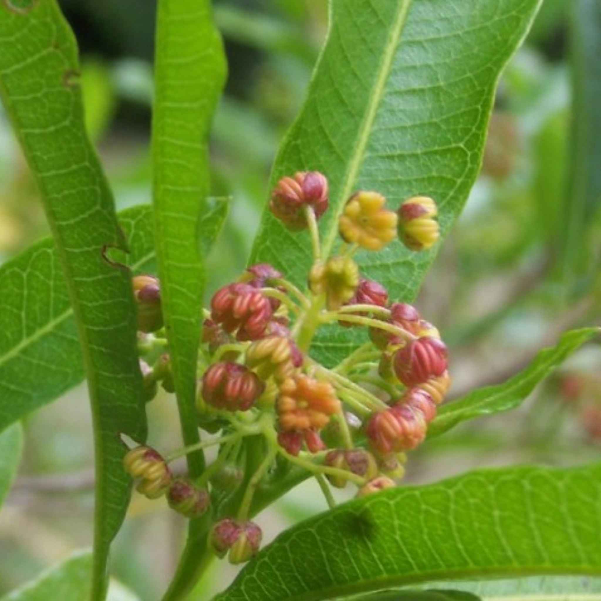 Sticky Hop Bush - Dodonaea viscosa