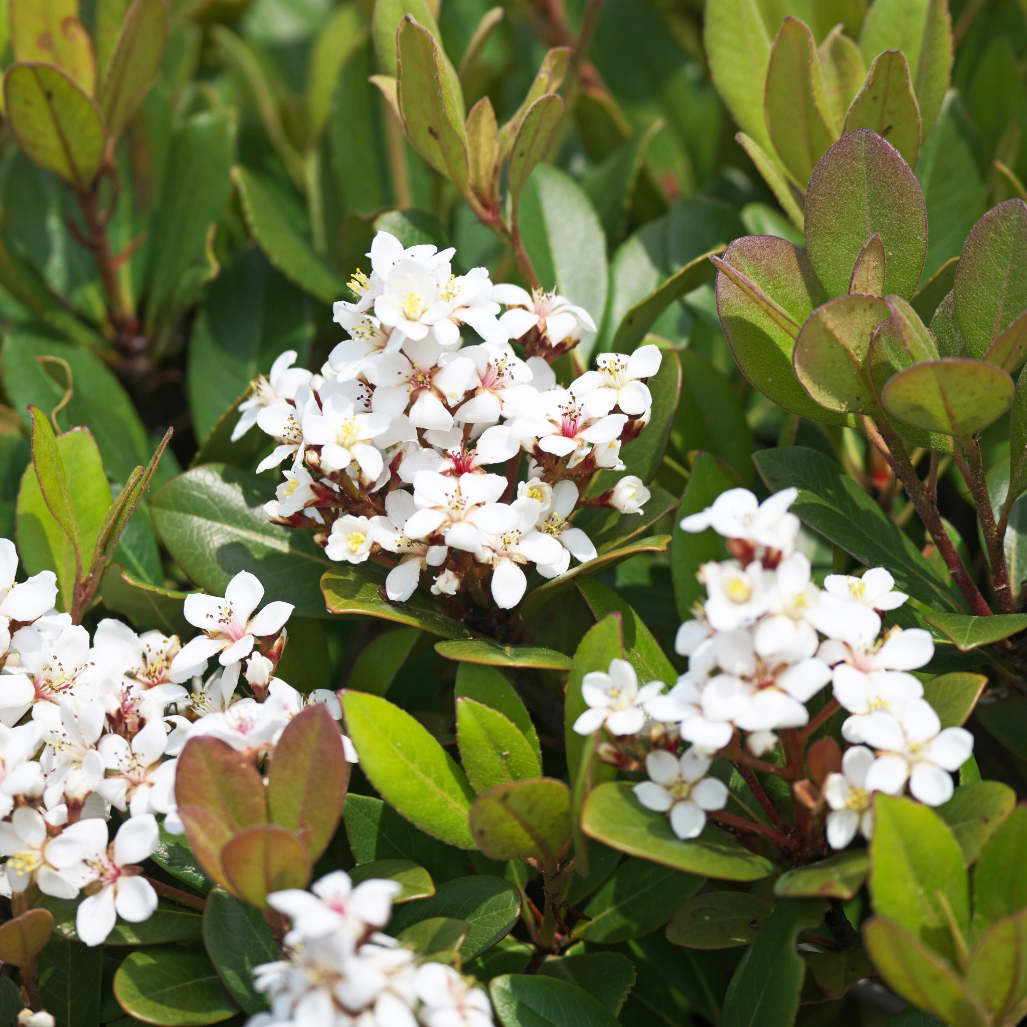 Indian hawthorn Oriental Pearl - Rhaphiolepis indica Oriental Pearl