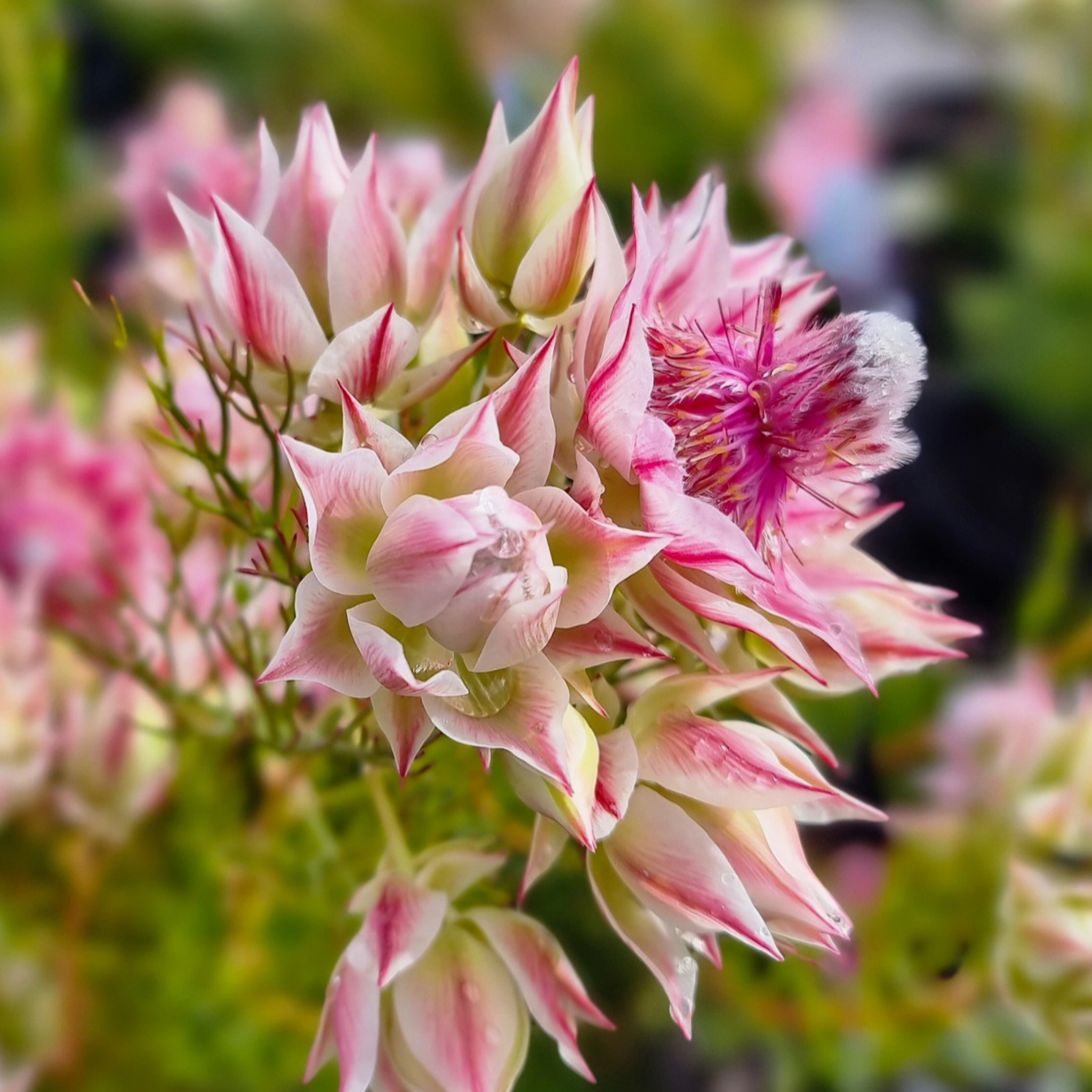 Pretty N Pink Blushing Bride - Serruria florida rosea Pretty N Pink
