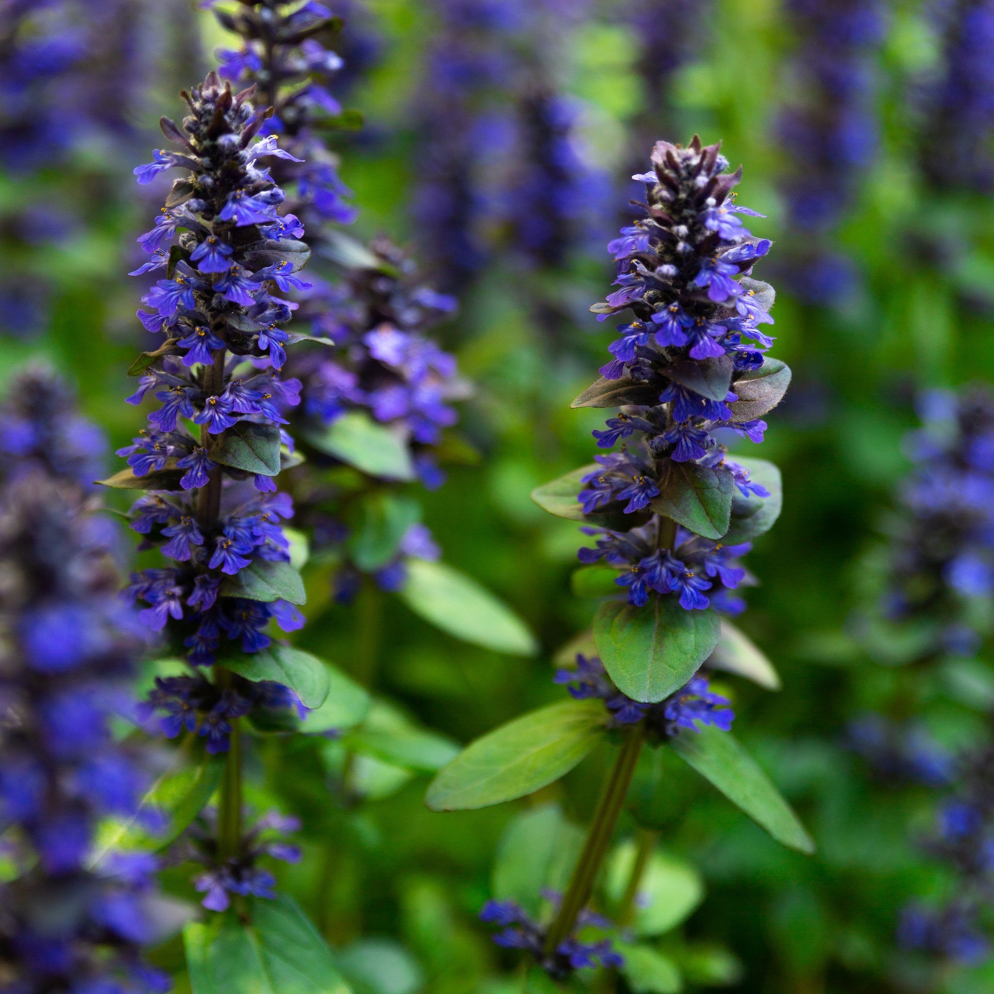Hardy Blue Bugle (Bugleweed) - Ajuga reptans Tuff And Tidy