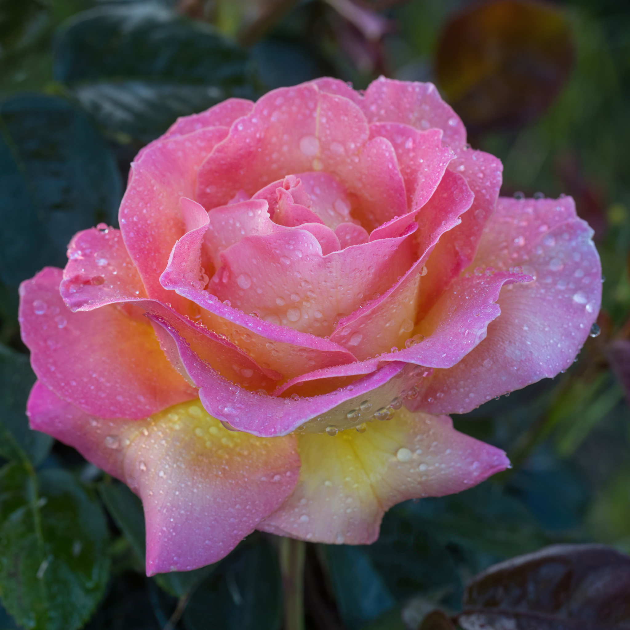 Peace Hybrid Tea Rose - Rosa Peace