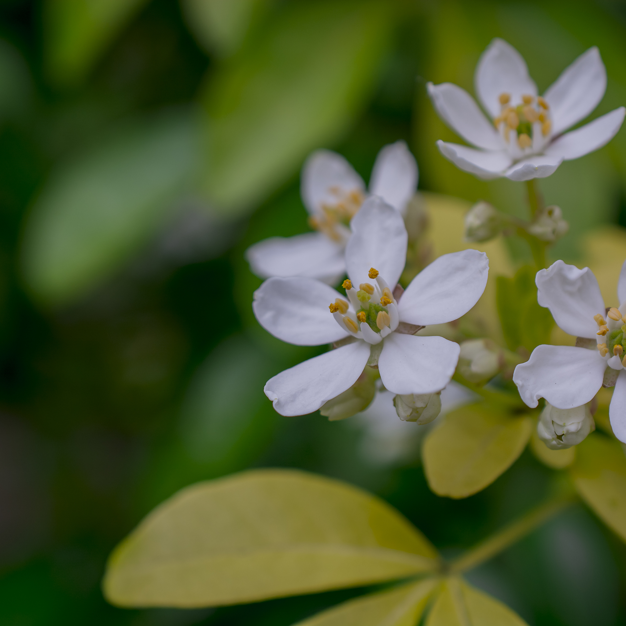 Mexican Orange Blossom - Choisya ternata