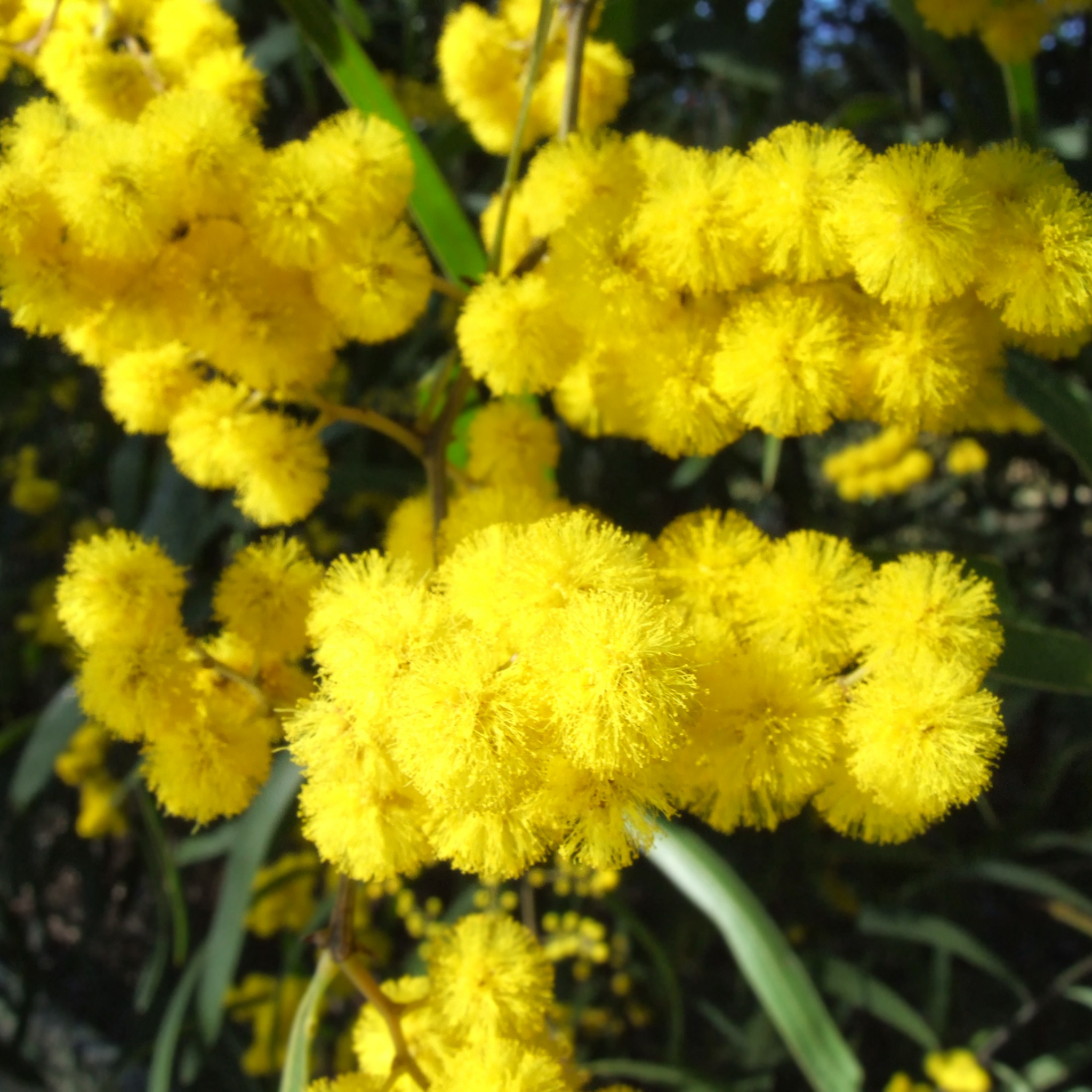Acacia Golden Wattle - Acacia pycnantha