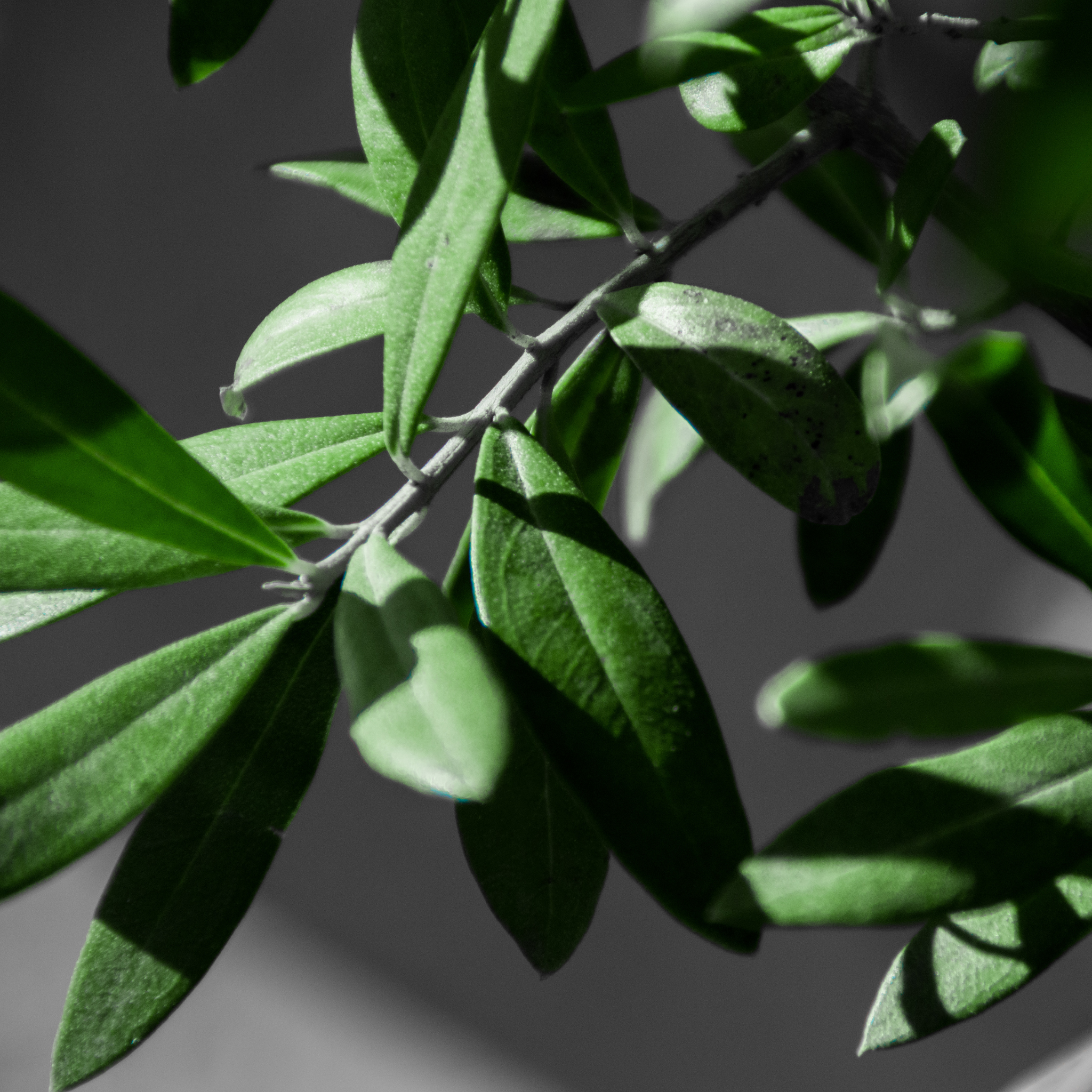 Dwarf Olive Tress - Olea europaea Bambalina