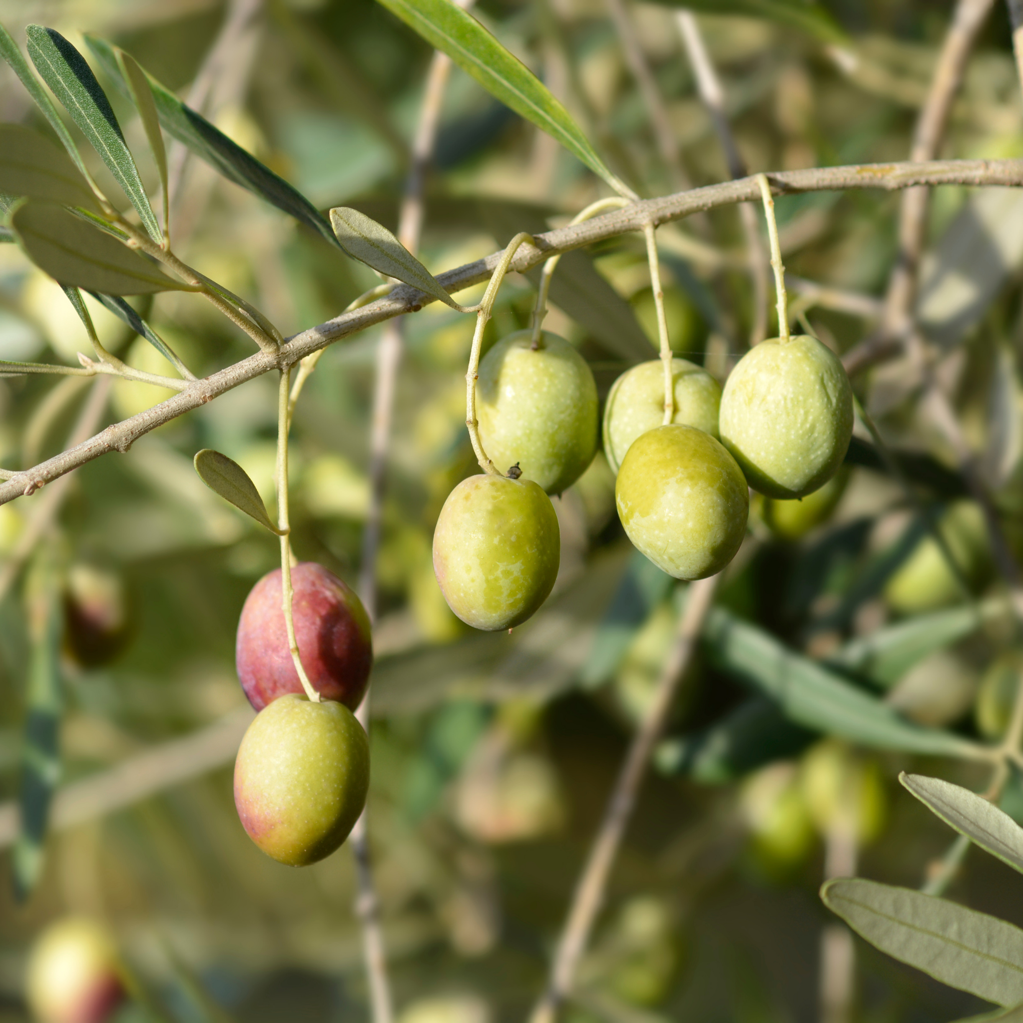 Common Olive Tree - Olea europaea