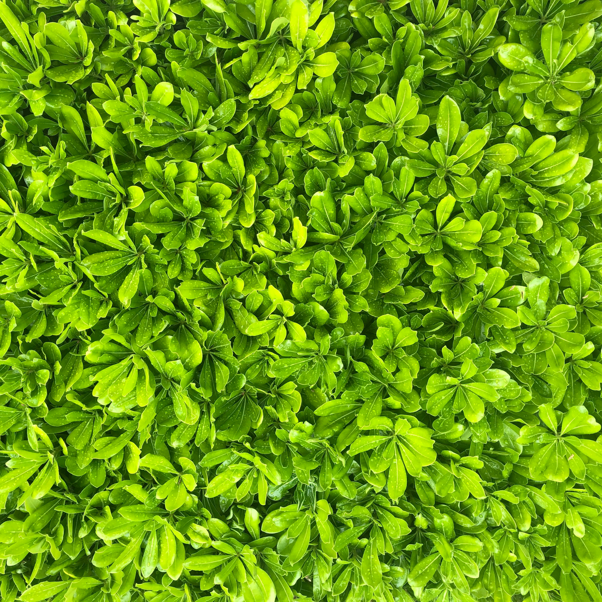 Close-up of dense green foliage