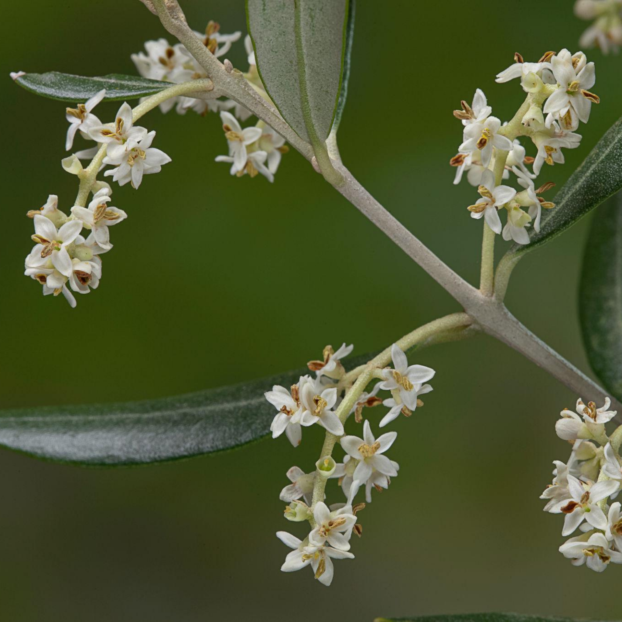 Dwarf Olive Garden Harvest - Olea europaea Garden Harvest