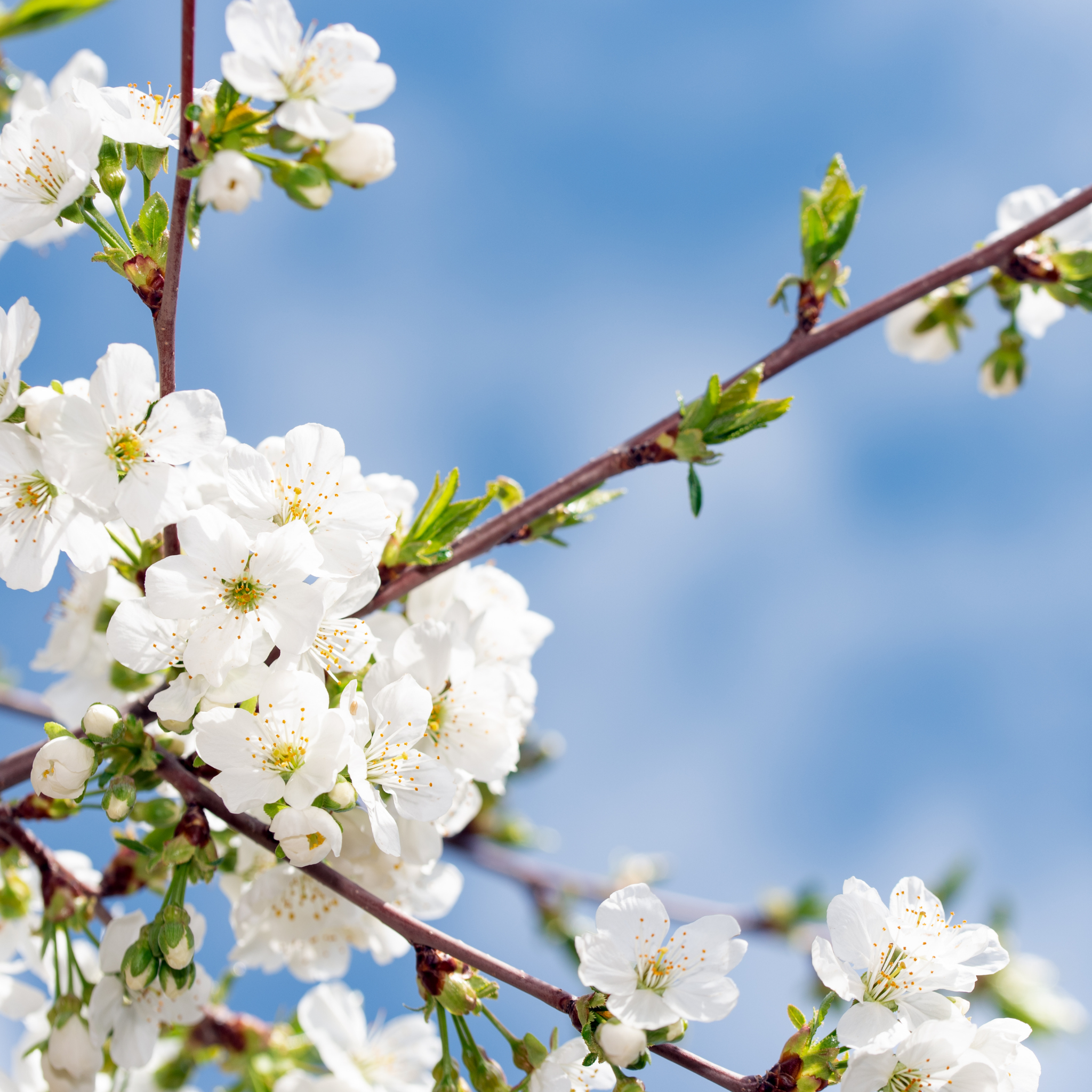 Ornamental Callery Pear Cleveland Select - Pyrus calleryana Cleveland Select