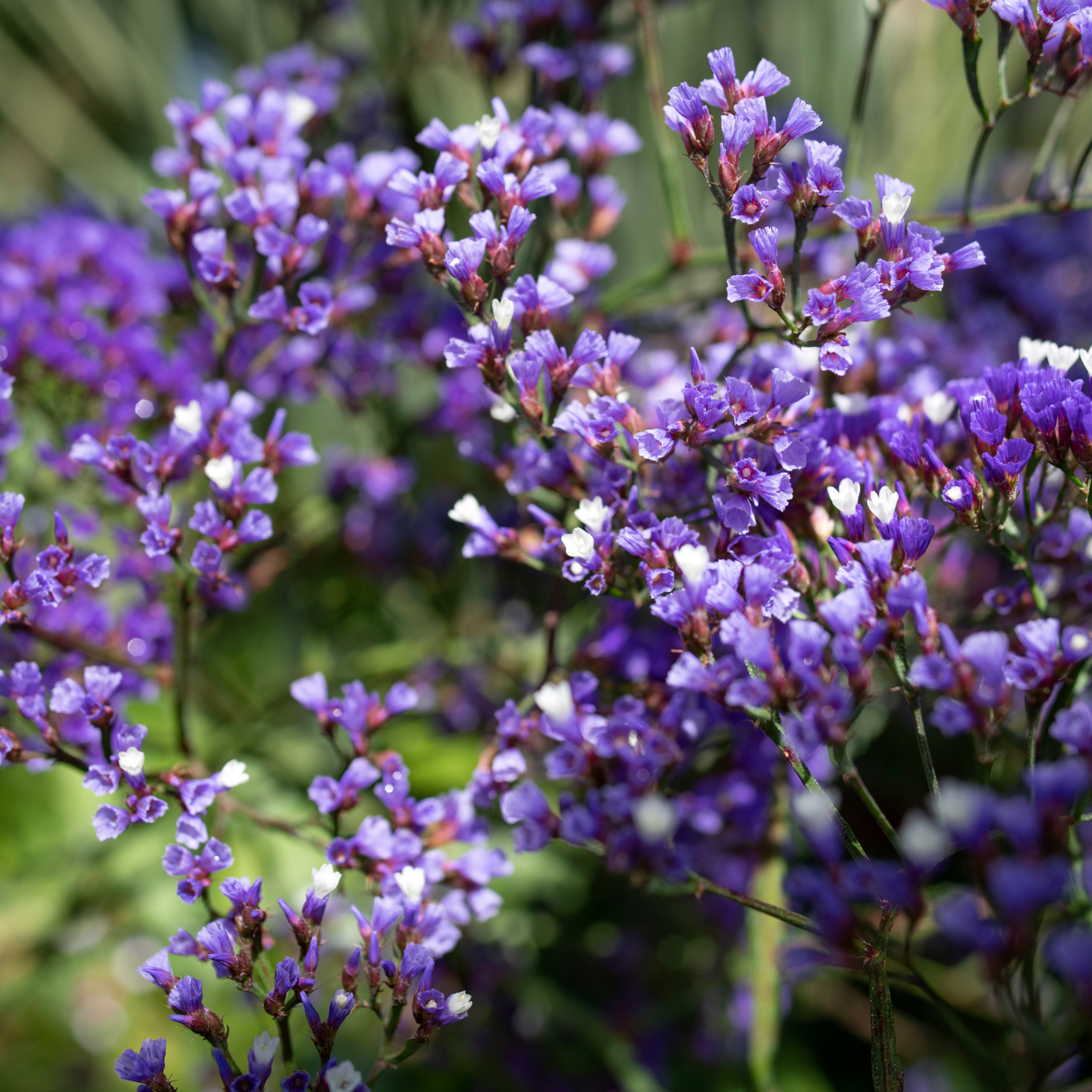 Sea Lavender - Limonium perezii