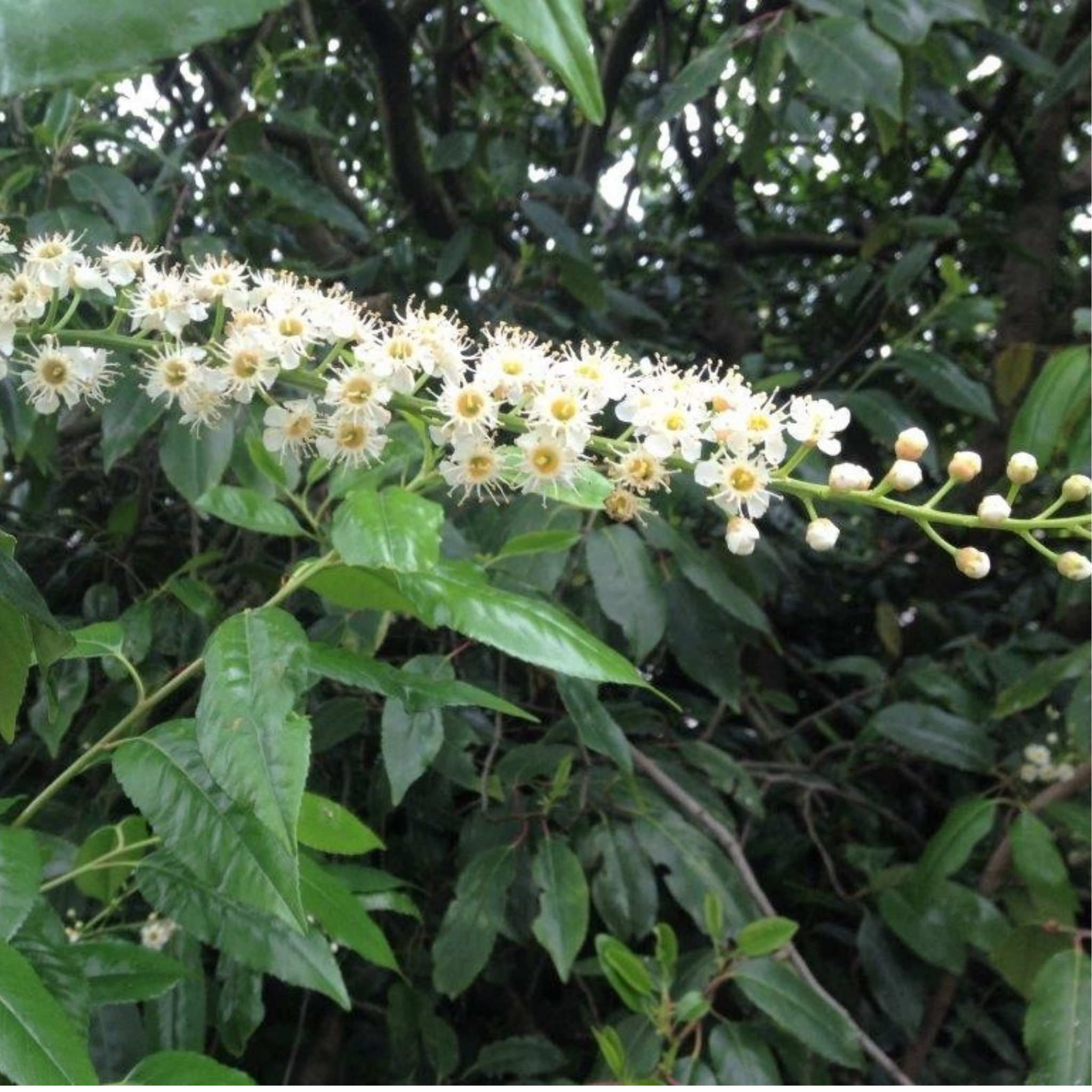 White flowers on a branch with green leaves in the background