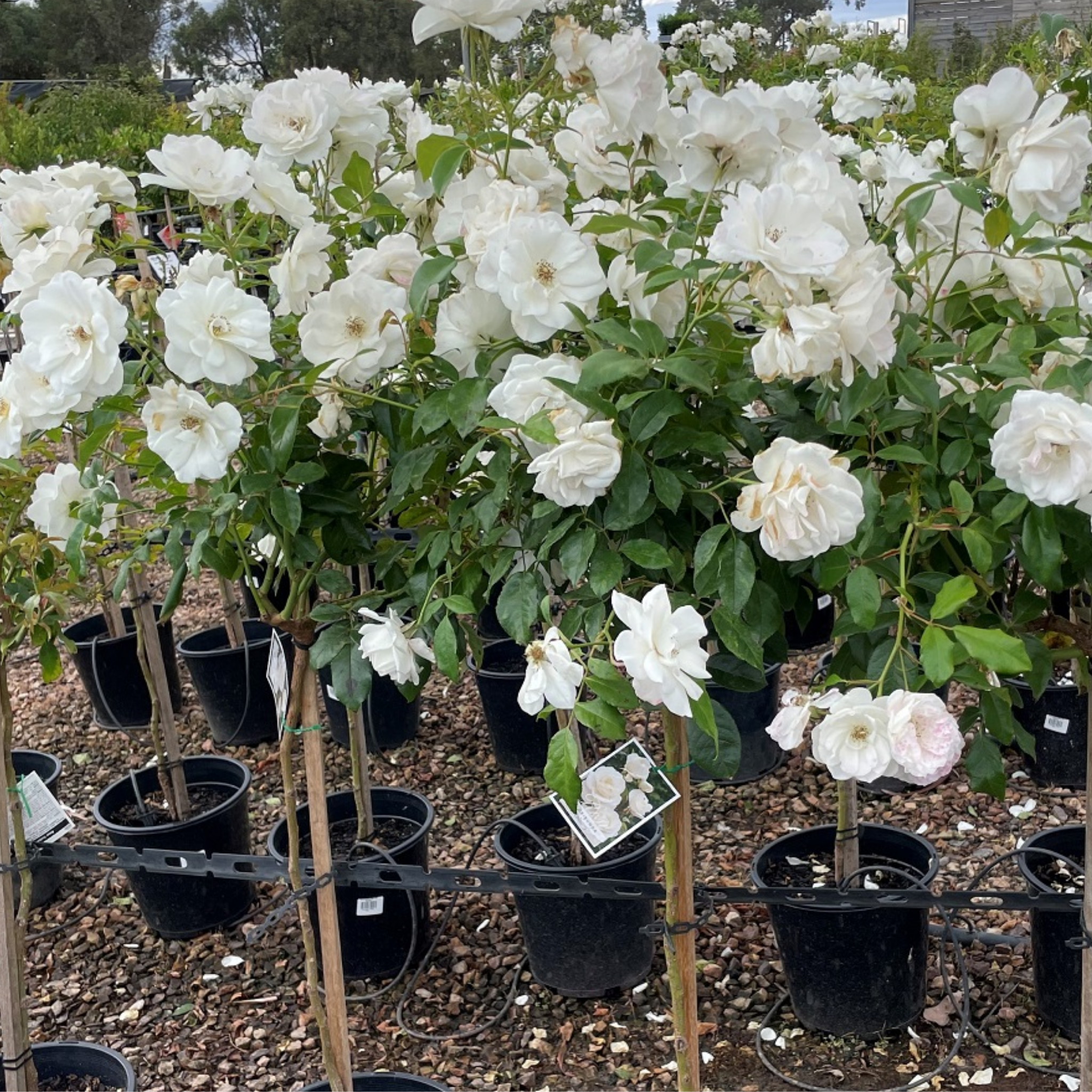 Iceberg Floribunda Rose - Rosa Iceberg